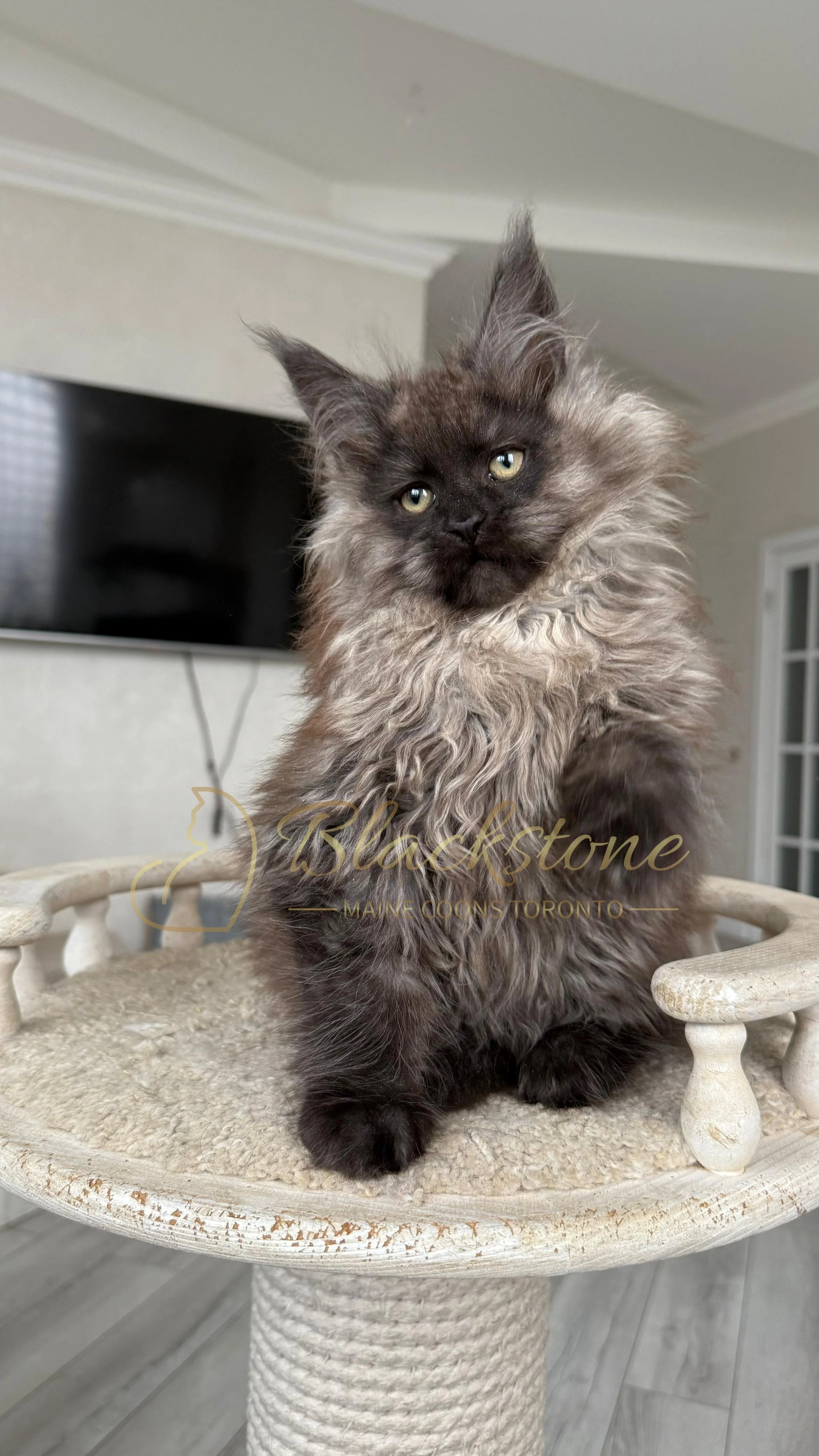 eZy Watermark_12-01-2026_09-10-10-5850PM.JPG