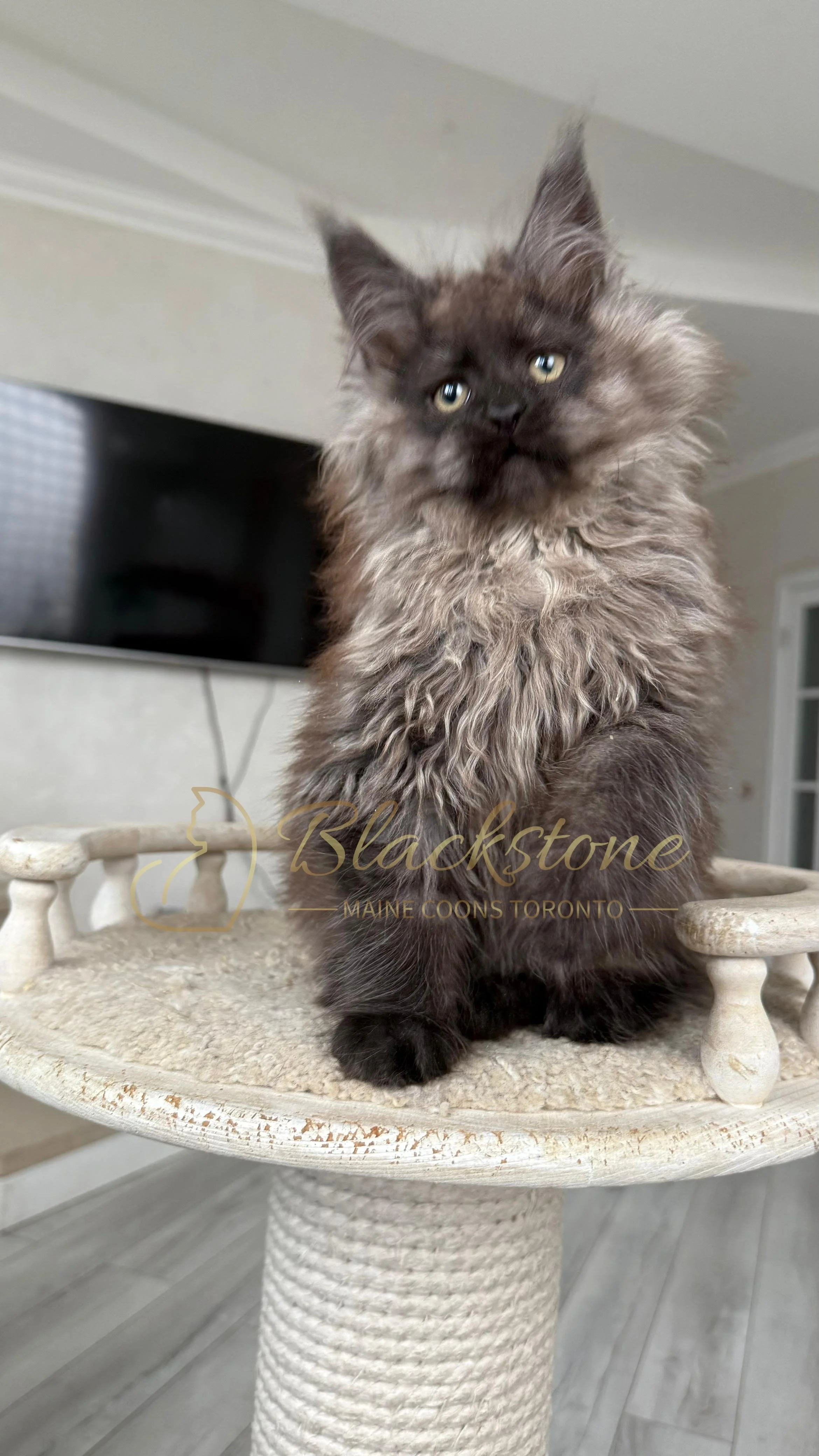 eZy Watermark_12-01-2026_09-10-10-8940PM.JPG