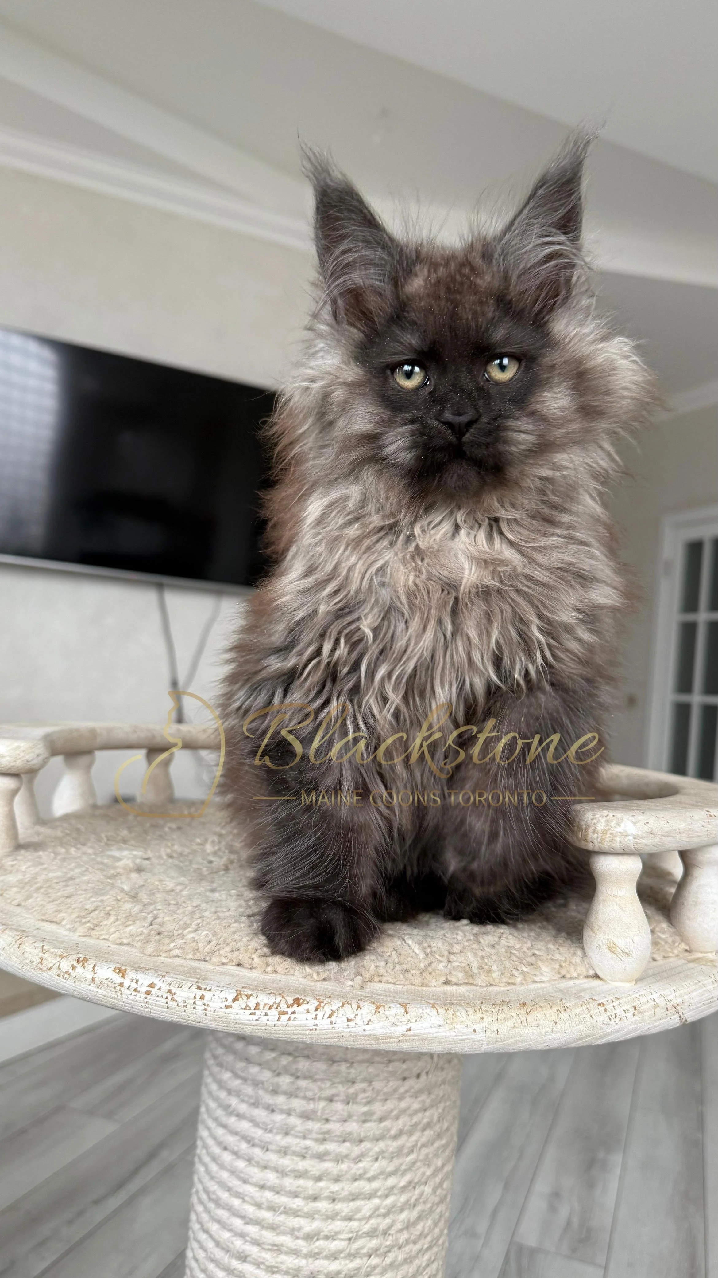 eZy Watermark_12-01-2026_09-10-10-7380PM.JPG