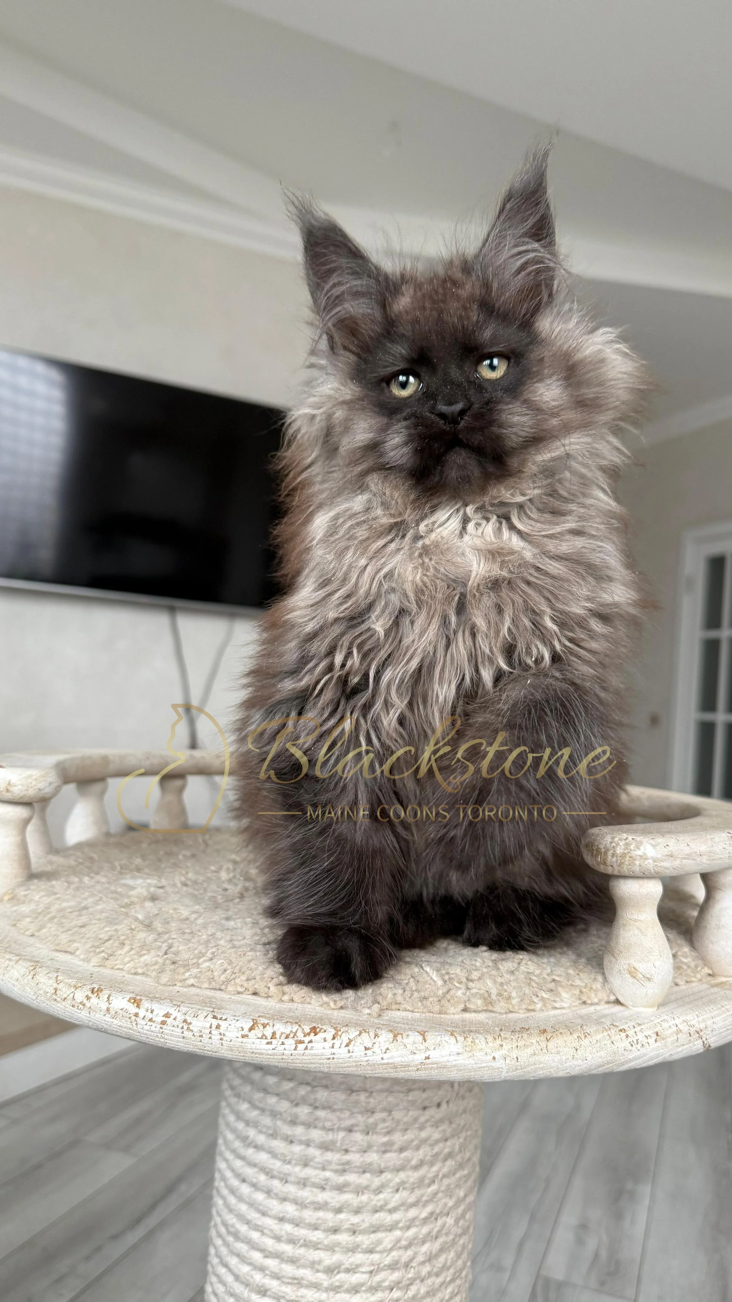 eZy Watermark_12-01-2026_09-10-11-1830PM.JPG