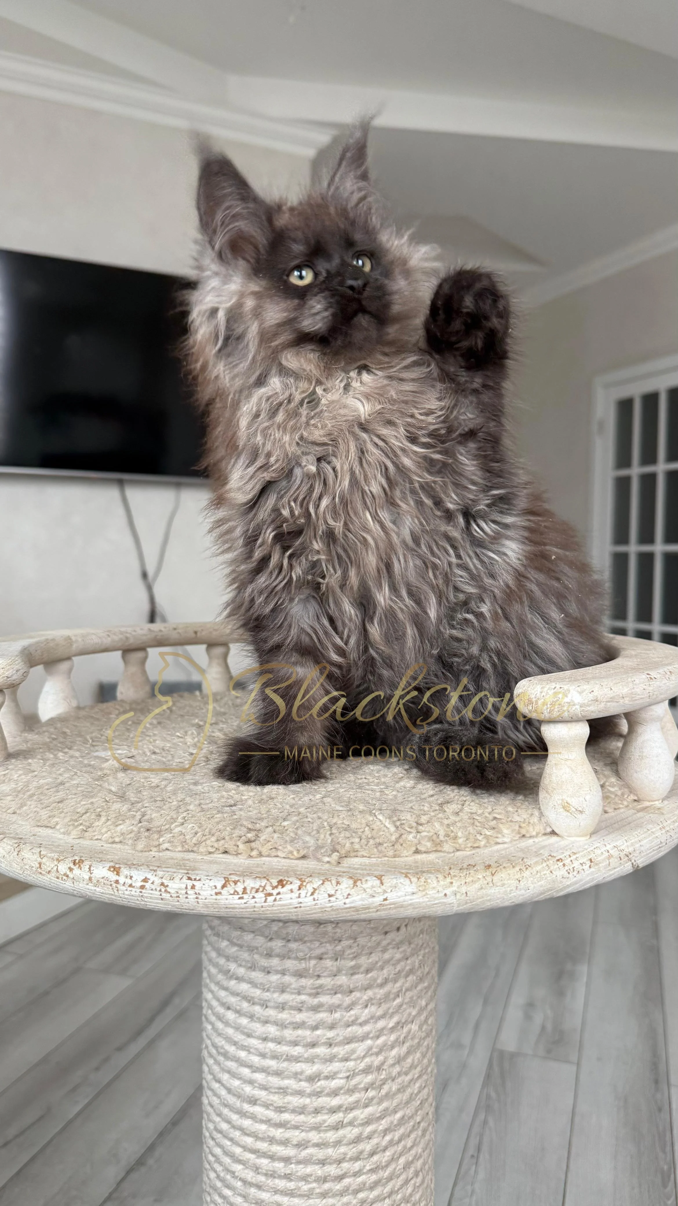 eZy Watermark_12-01-2026_09-10-11-3360PM.JPG