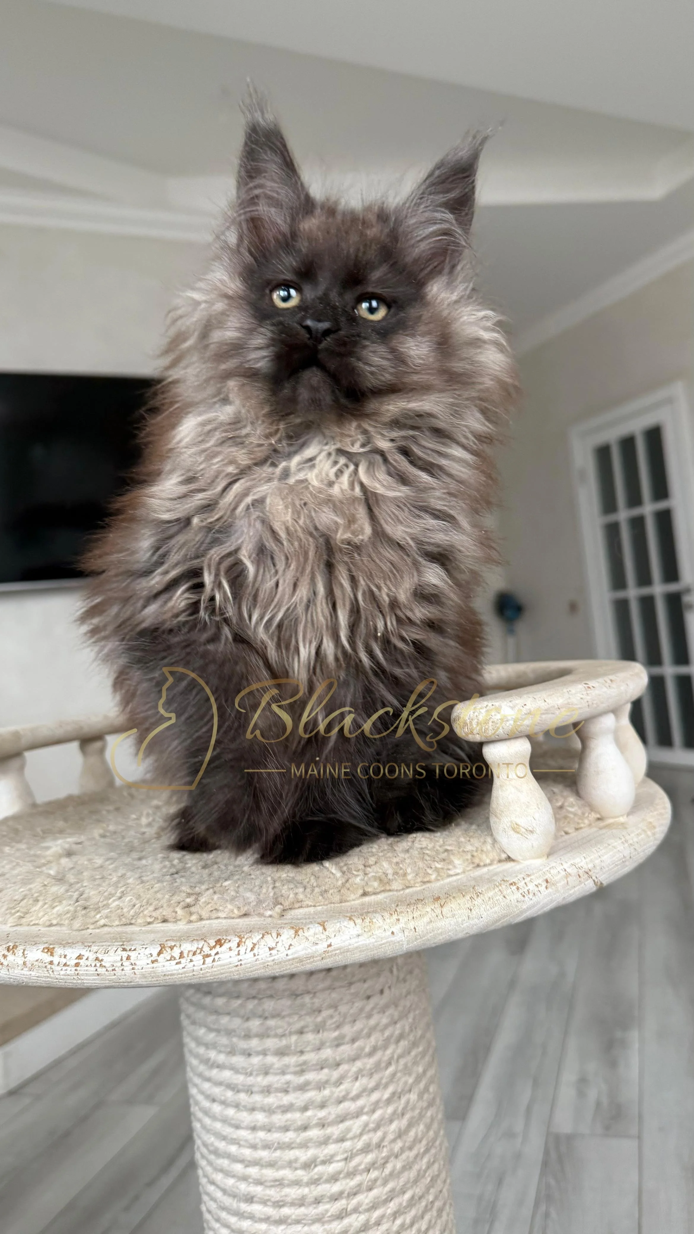 eZy Watermark_12-01-2026_09-10-11-4840PM.JPG