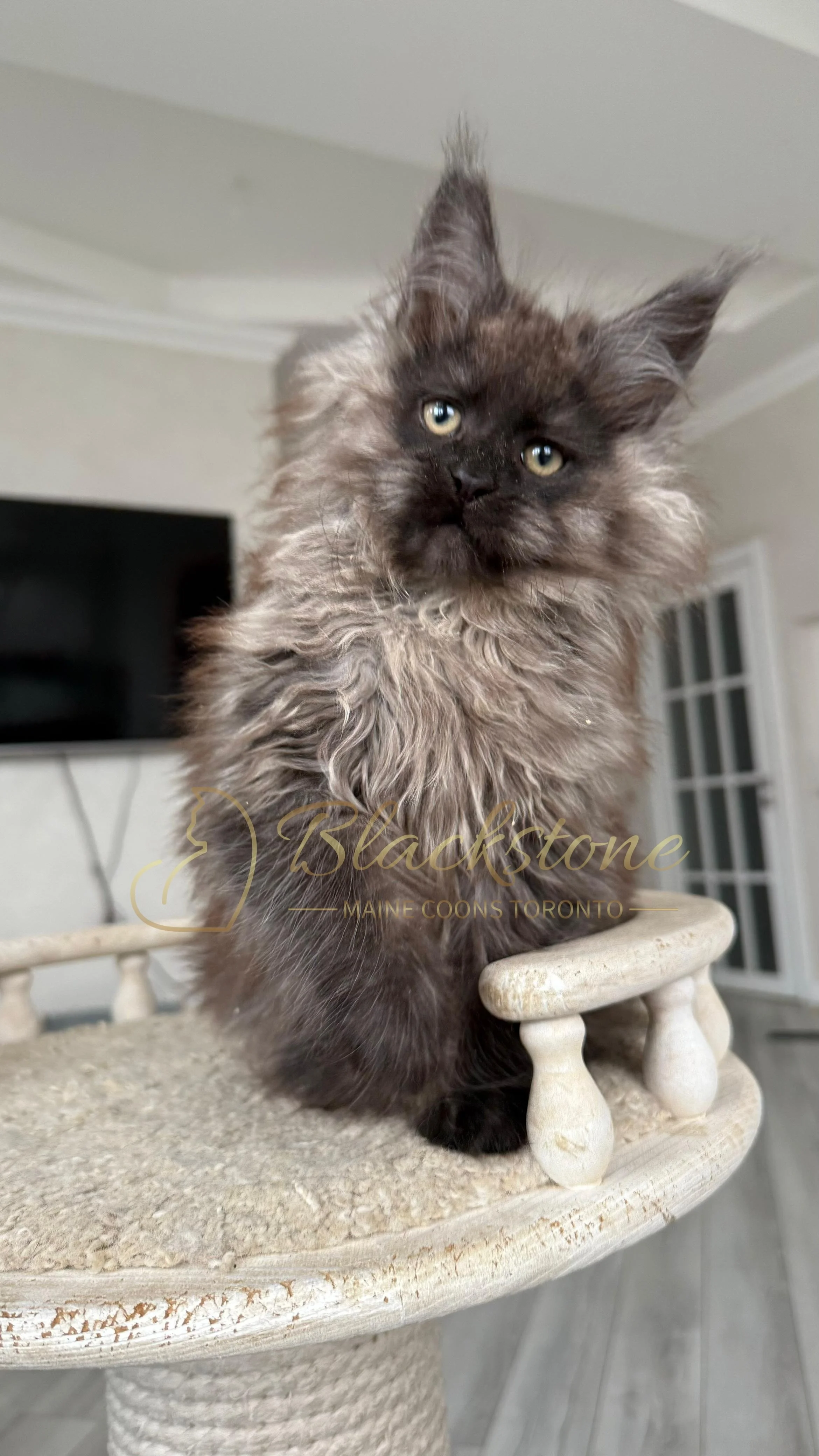 eZy Watermark_12-01-2026_09-10-12-5370PM.JPG