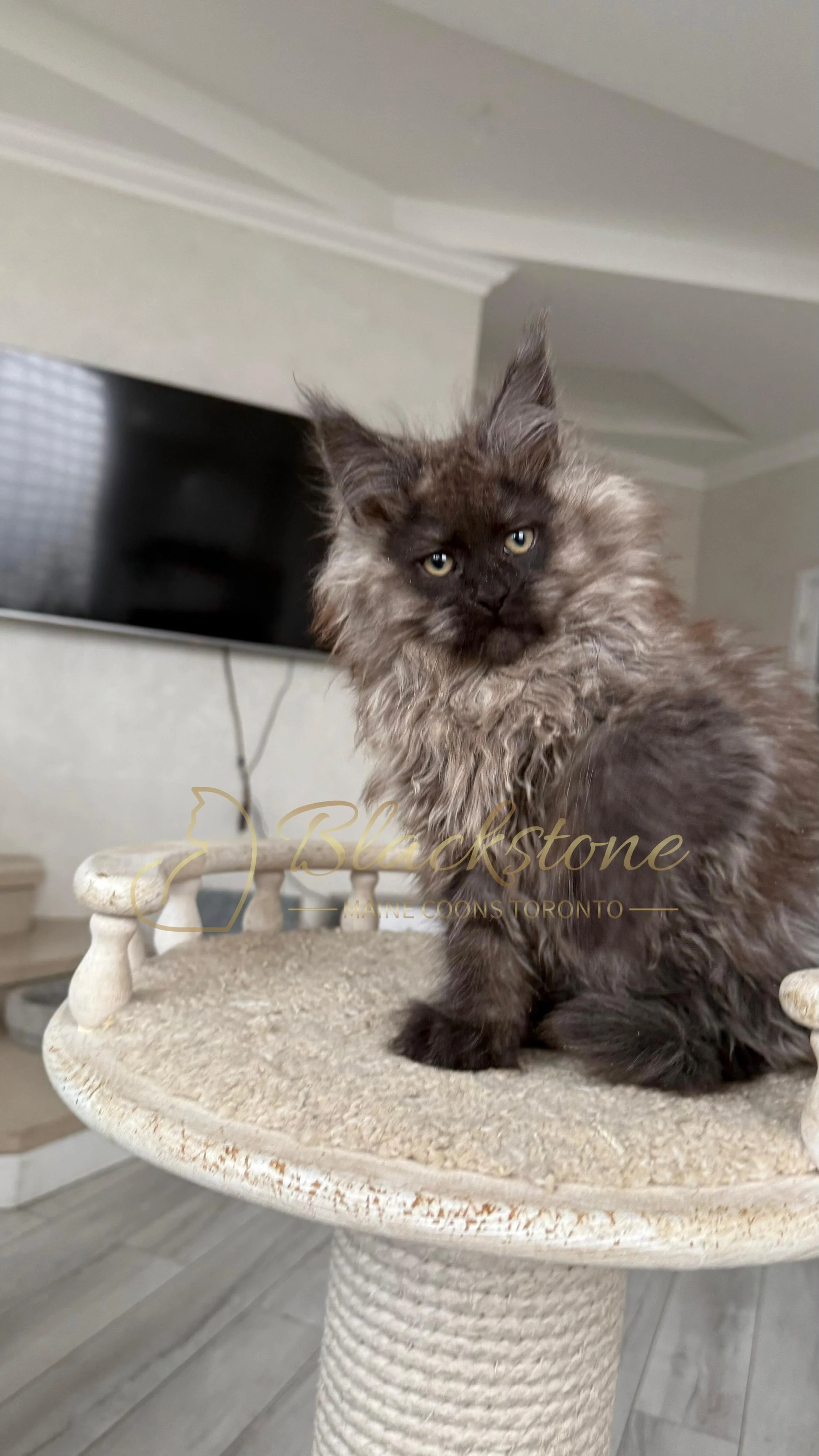 eZy Watermark_12-01-2026_09-10-12-6800PM.JPG