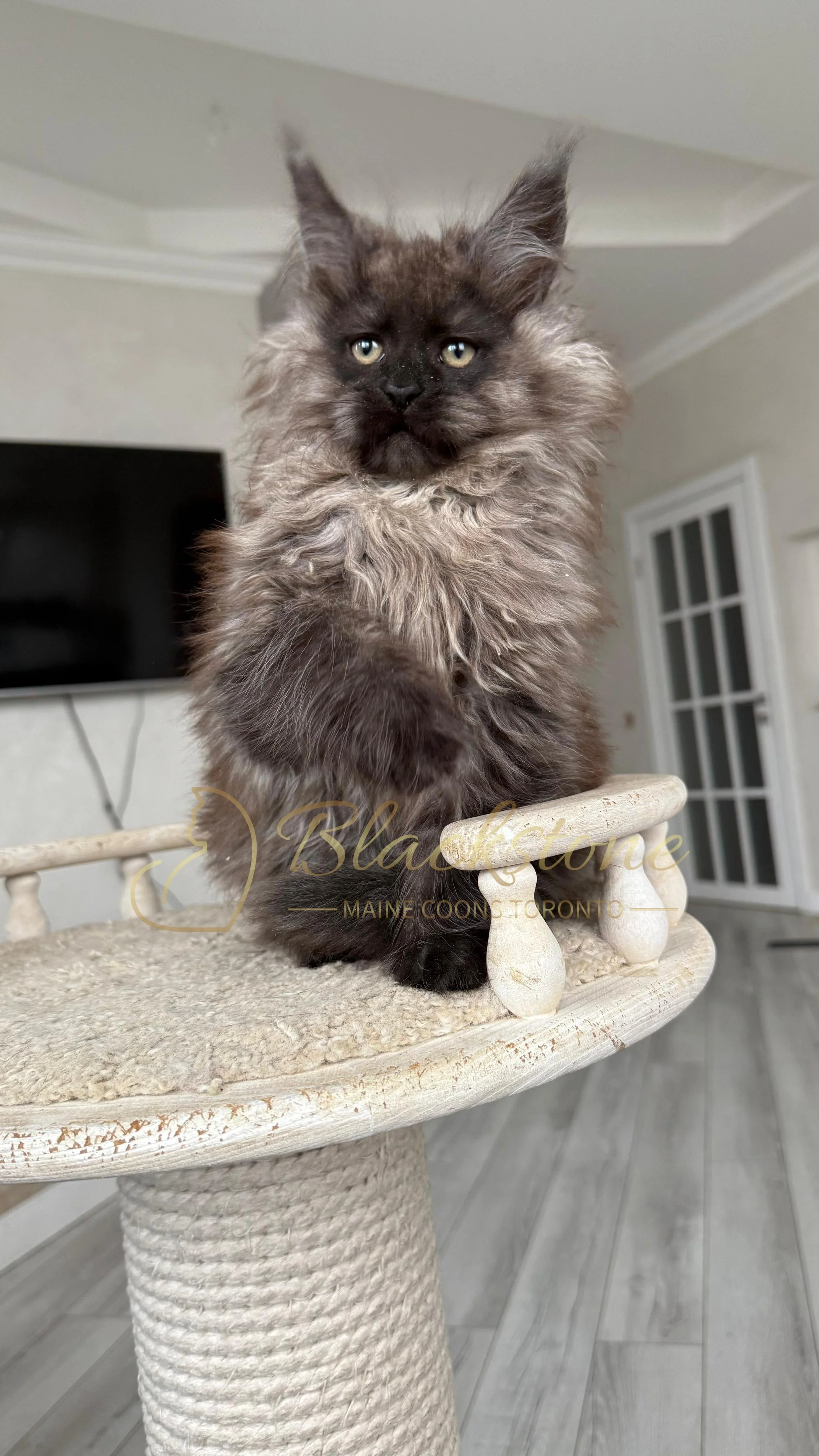 eZy Watermark_12-01-2026_09-10-12-8260PM.JPG