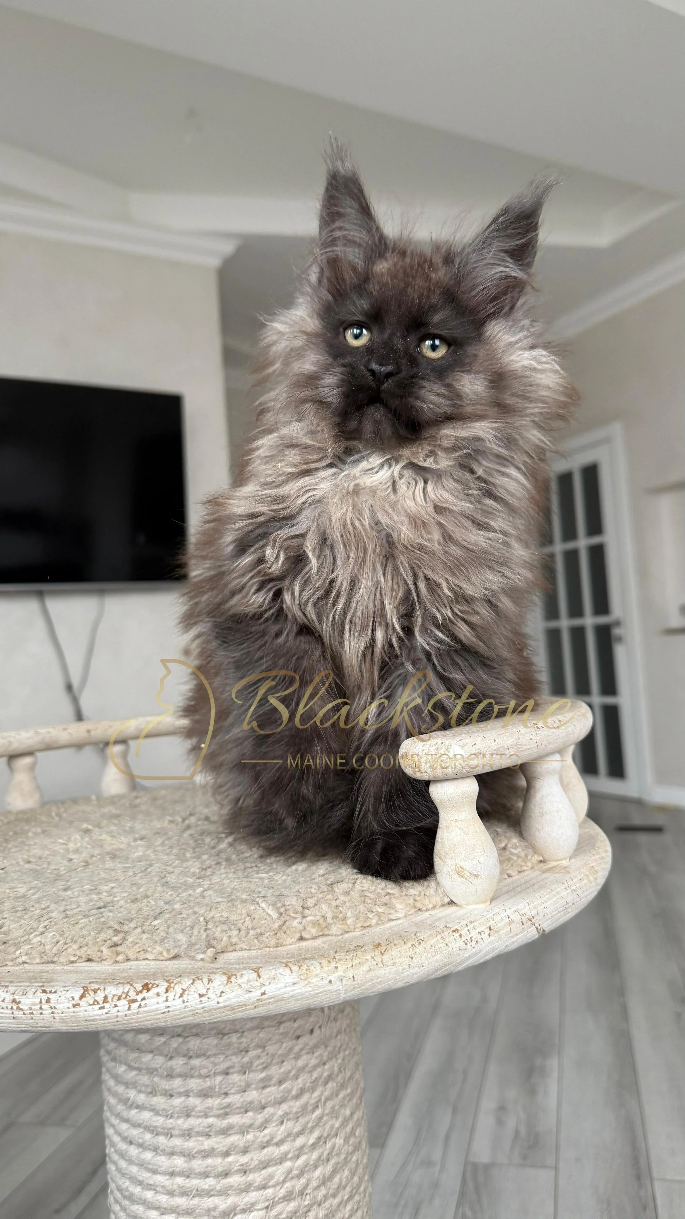 eZy Watermark_12-01-2026_09-10-13-1240PM.JPG