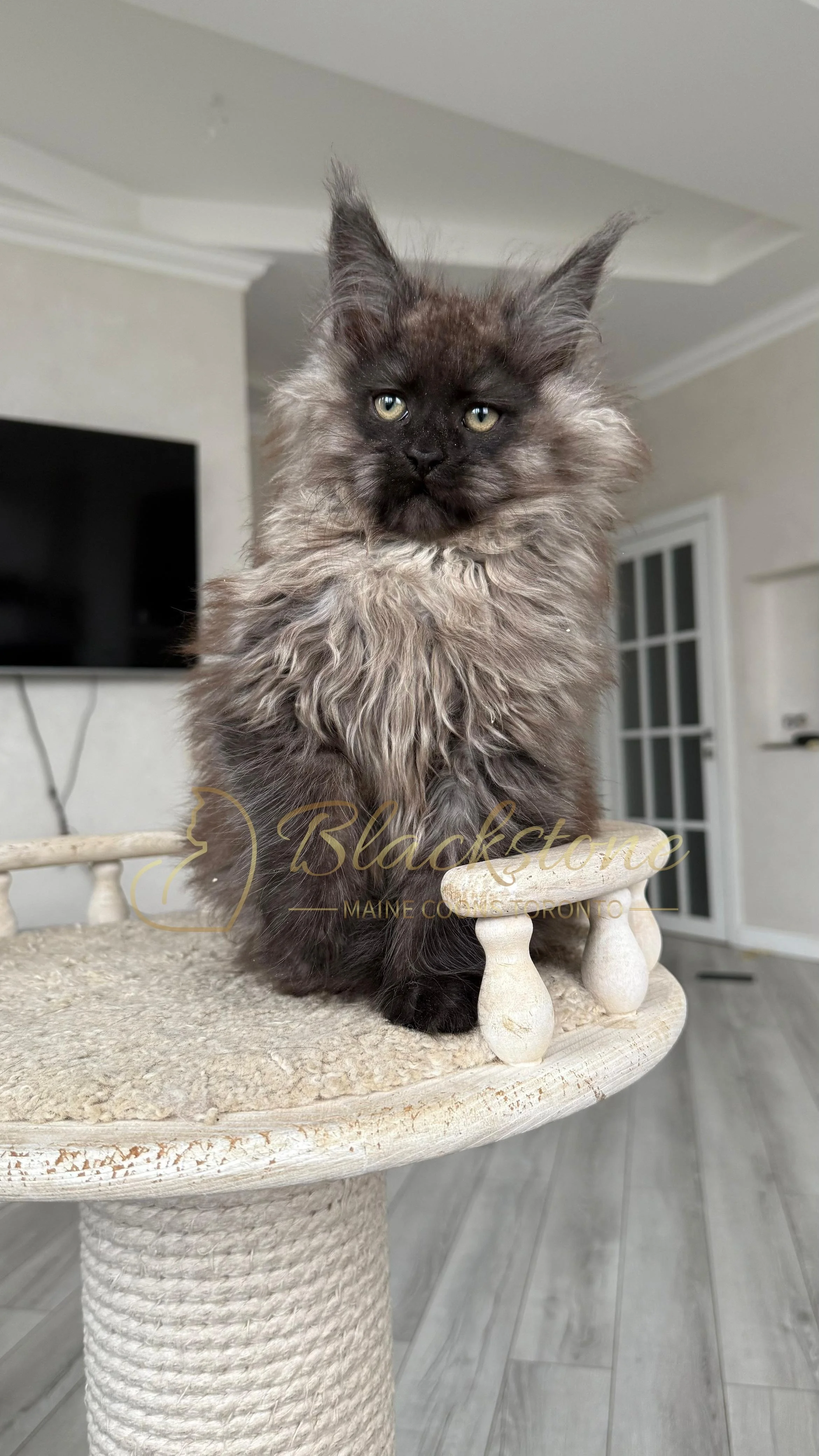 eZy Watermark_12-01-2026_09-10-13-2750PM.JPG