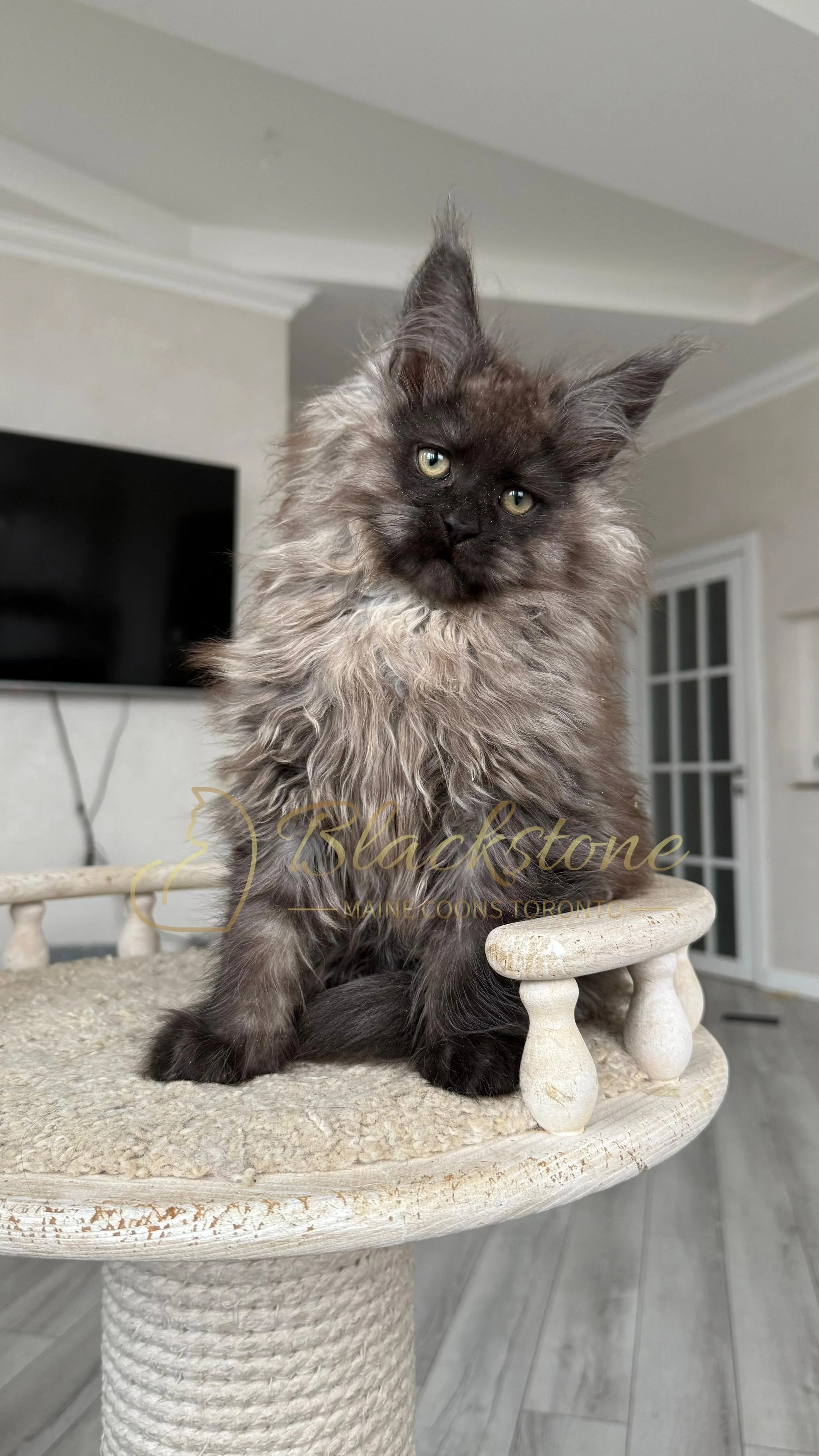 eZy Watermark_12-01-2026_09-10-13-5970PM.JPG