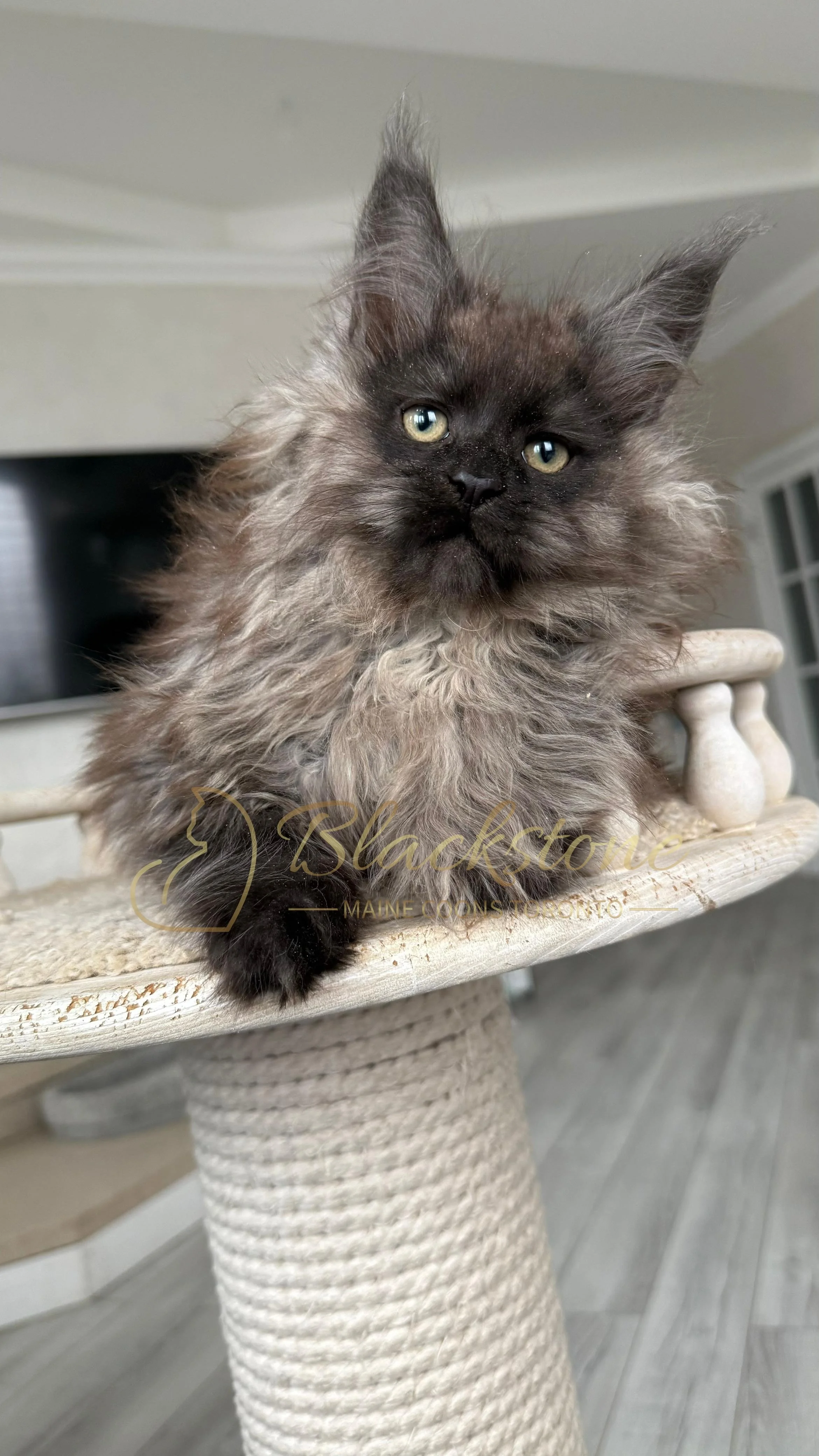 eZy Watermark_12-01-2026_09-10-13-7500PM.JPG