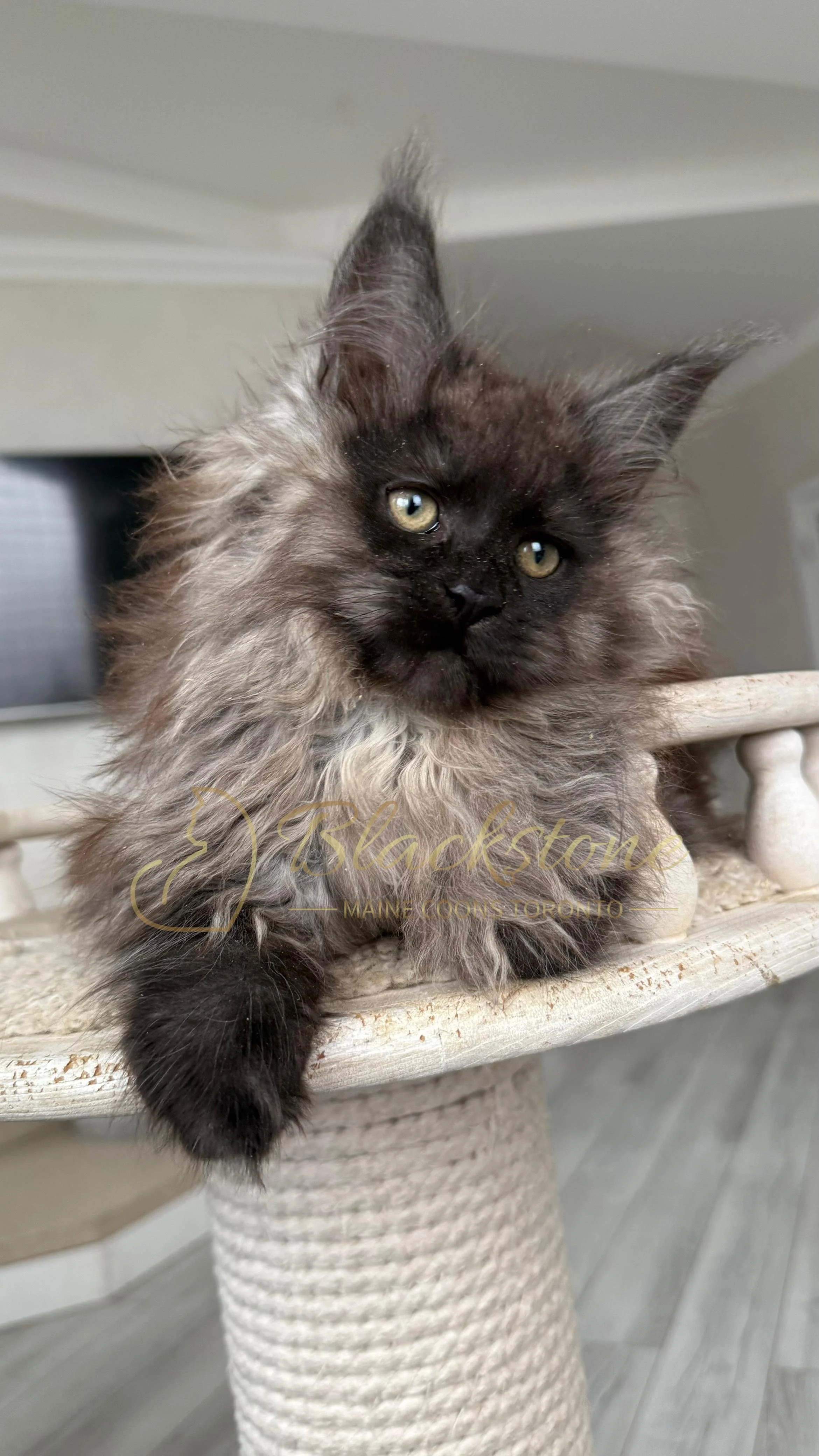 eZy Watermark_12-01-2026_09-10-14-0450PM.JPG