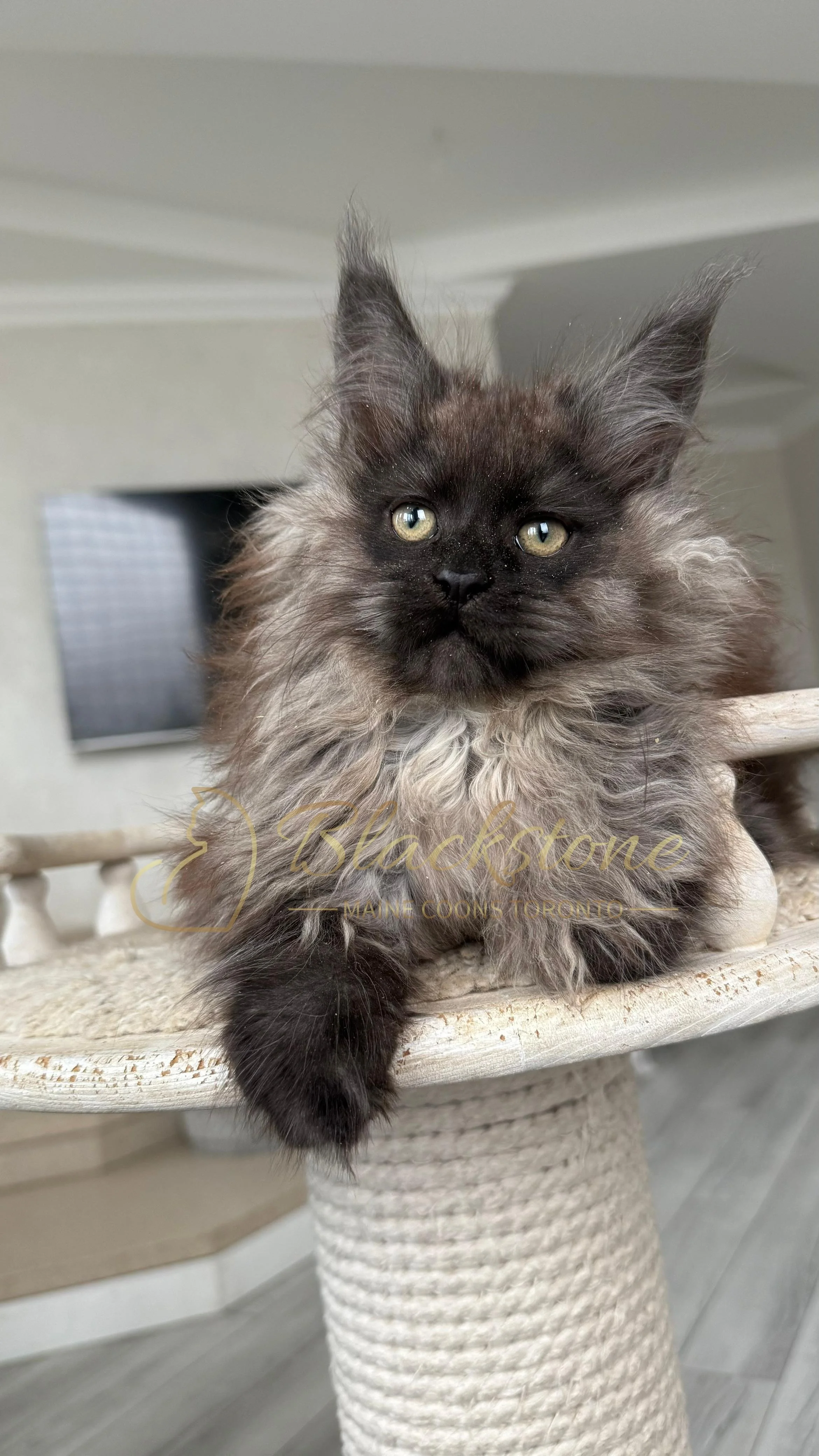 eZy Watermark_12-01-2026_09-10-14-3530PM.JPG