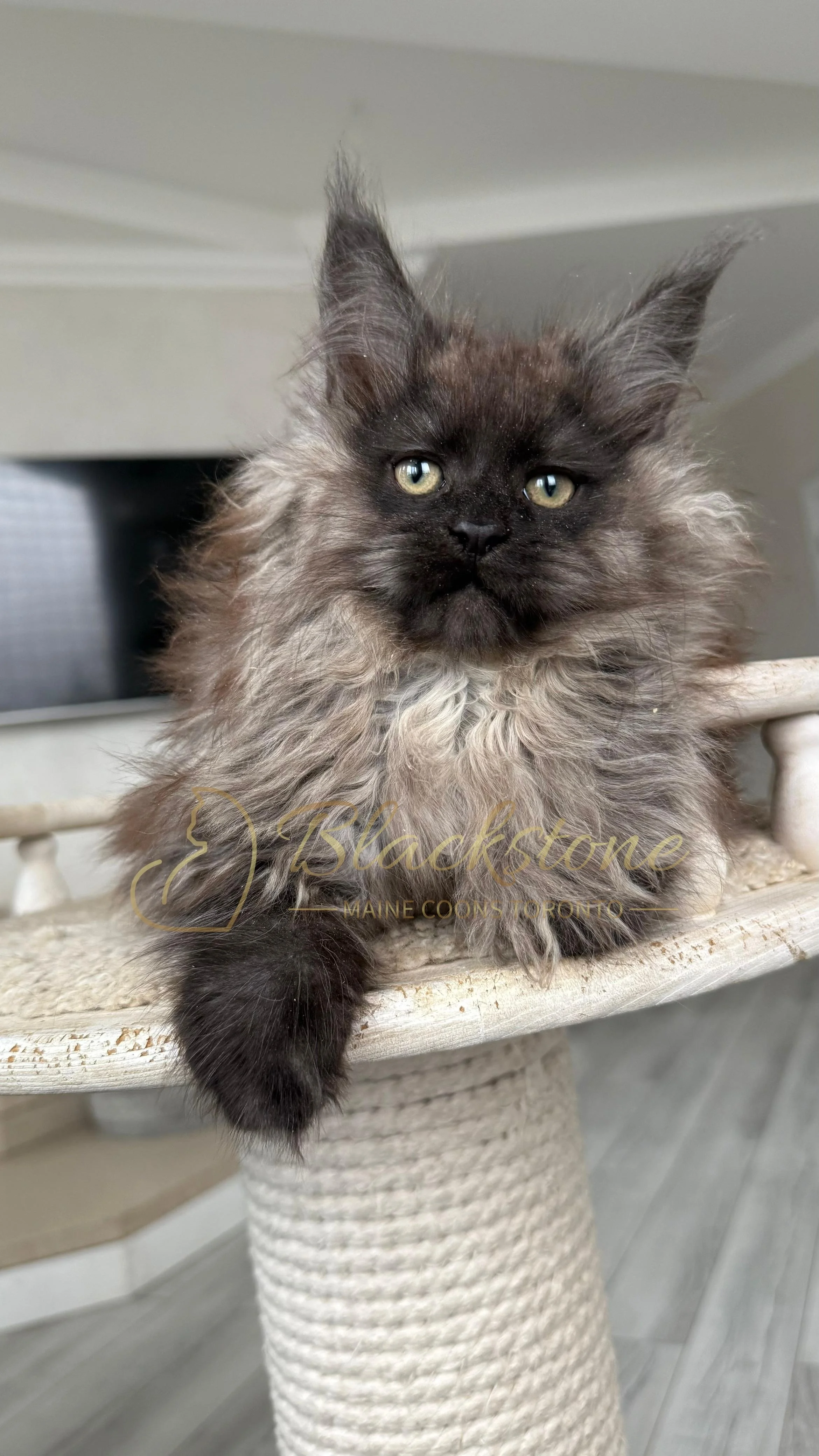 eZy Watermark_12-01-2026_09-10-14-5090PM.JPG