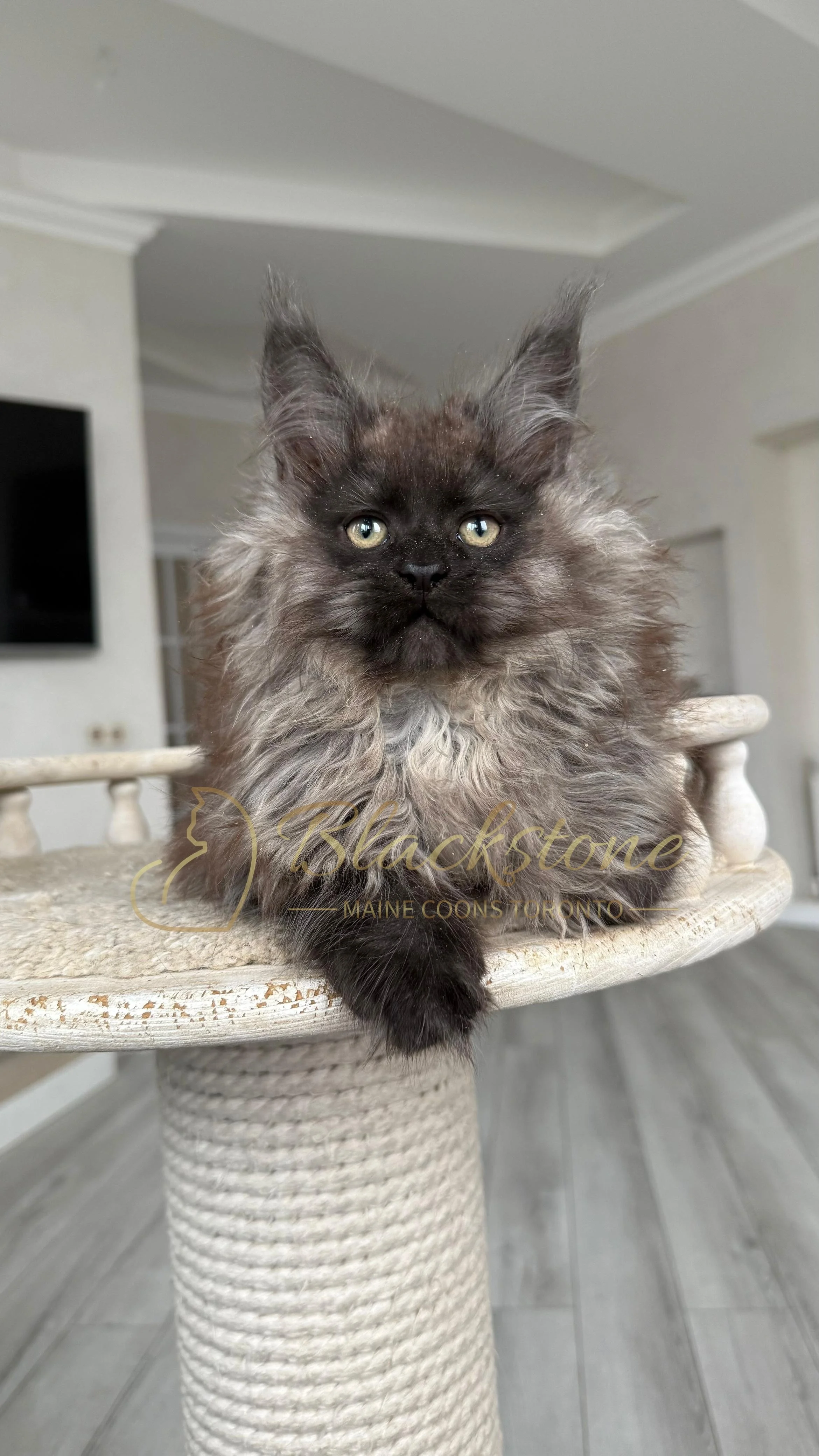 eZy Watermark_12-01-2026_09-10-14-8090PM.JPG