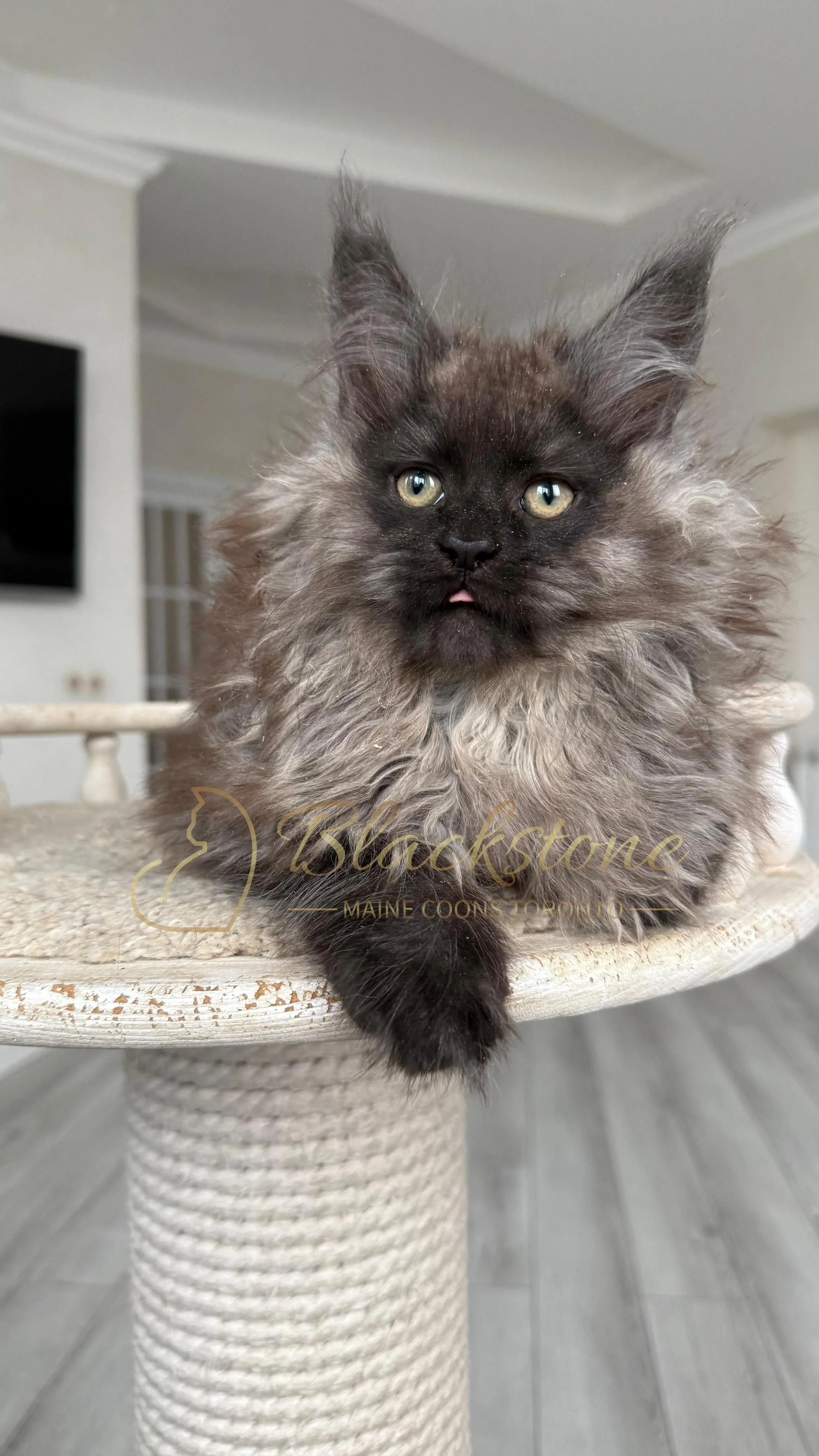 eZy Watermark_12-01-2026_09-10-14-9670PM.JPG