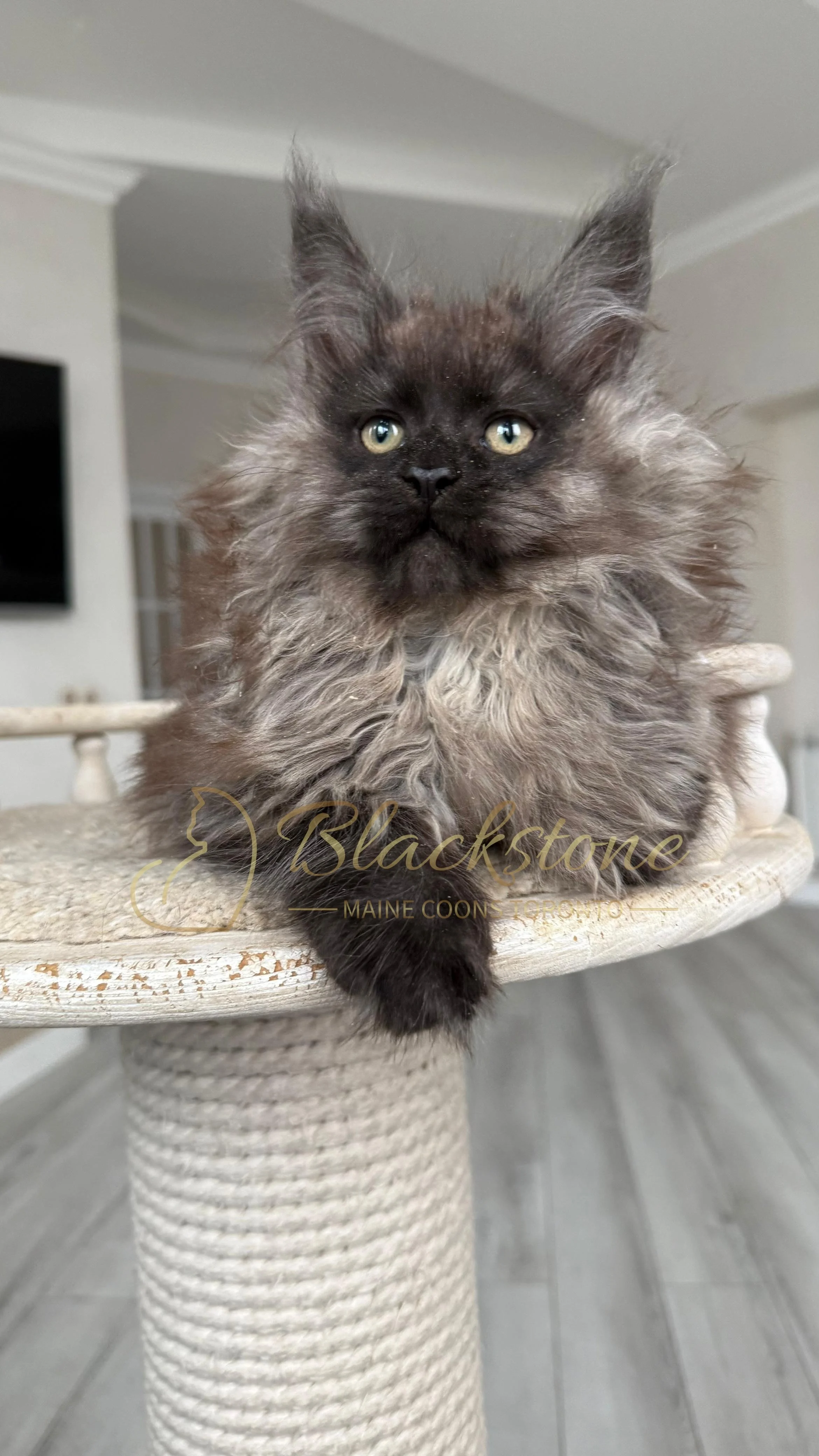 eZy Watermark_12-01-2026_09-10-15-1140PM.JPG