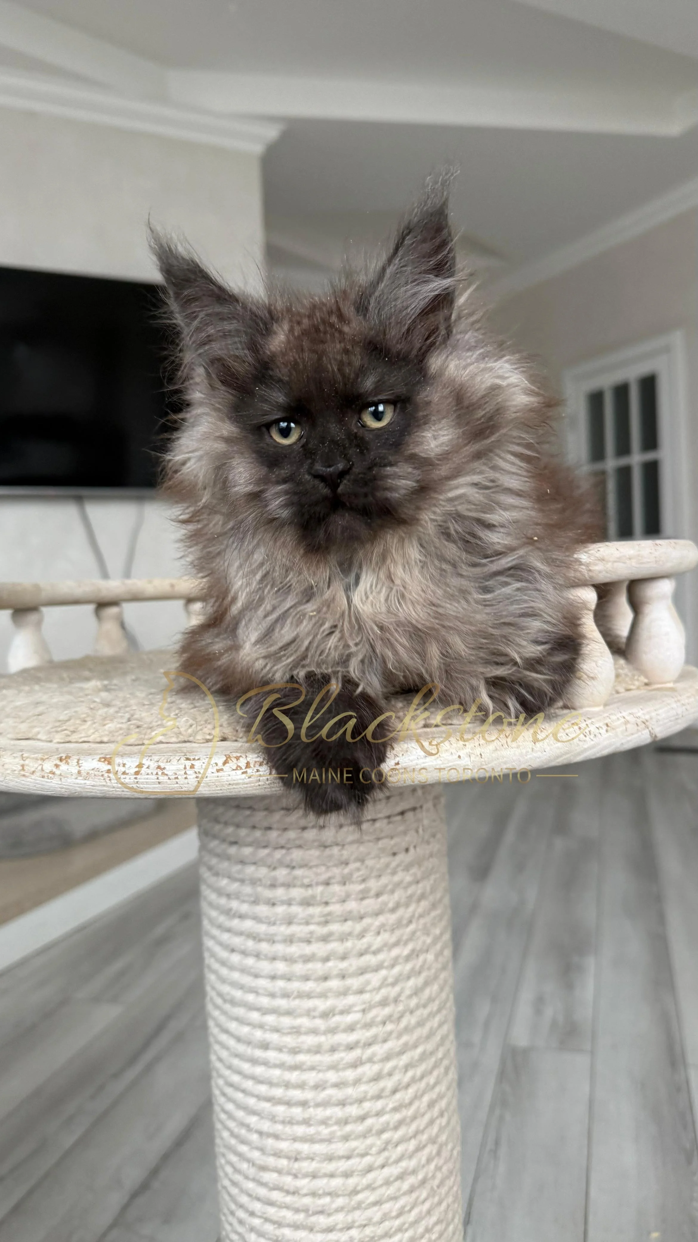 eZy Watermark_12-01-2026_09-10-15-2560PM.JPG