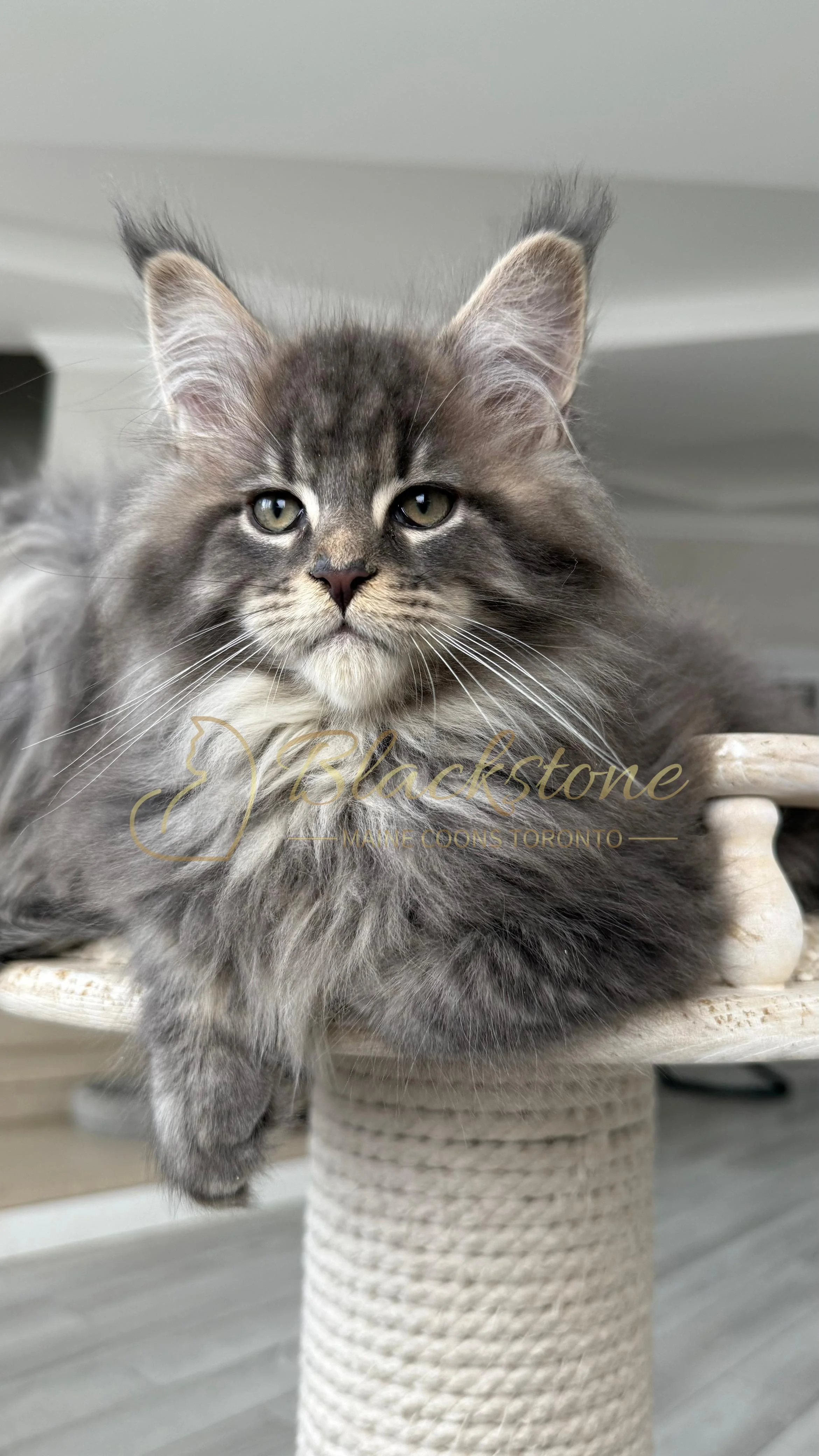 eZy Watermark_14-01-2026_07-45-06-7170PM.JPG