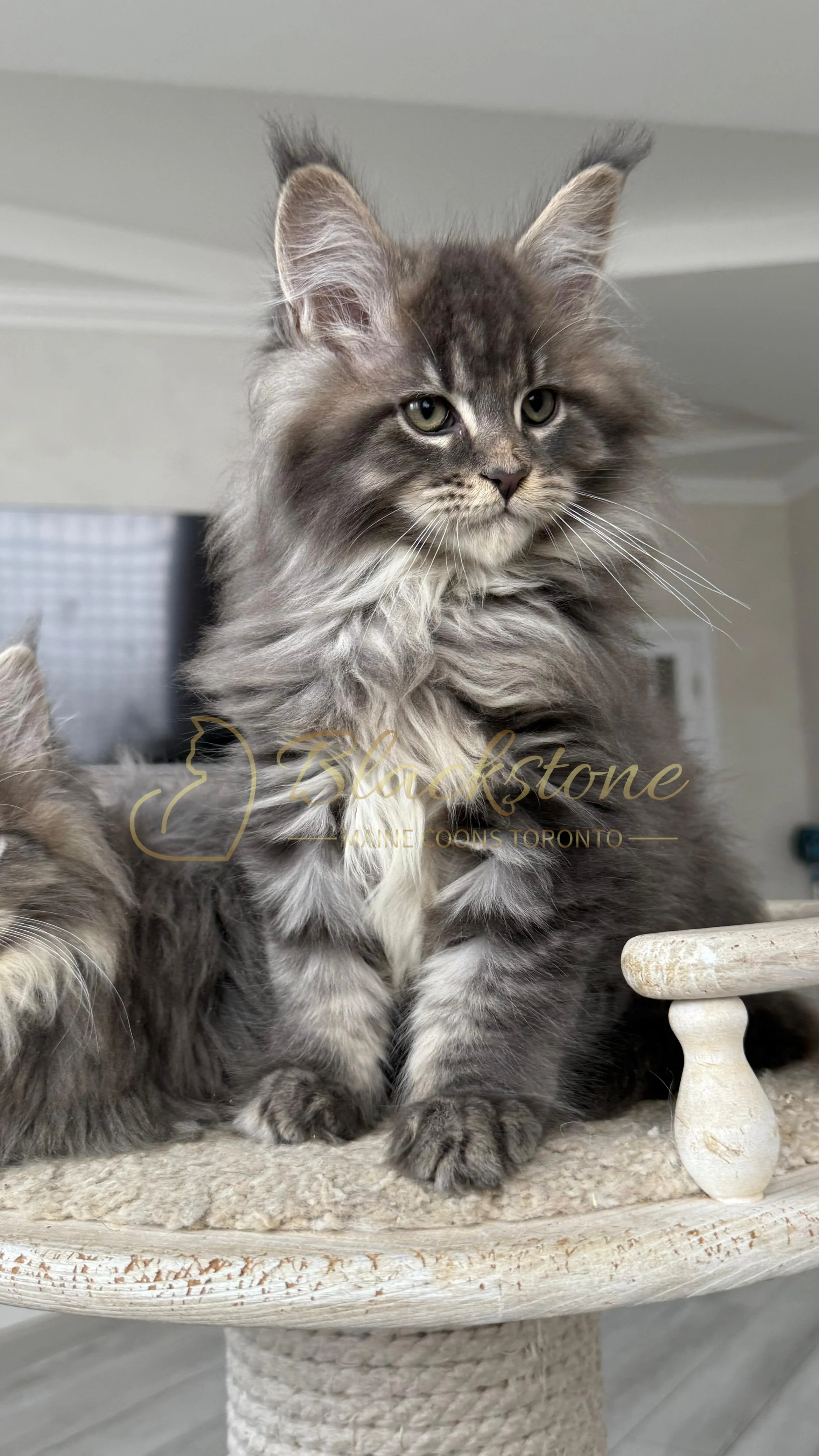 eZy Watermark_14-01-2026_07-45-06-9480PM.JPG