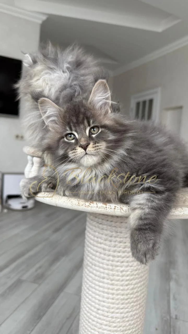 eZy Watermark_14-01-2026_07-45-07-0360PM.JPG