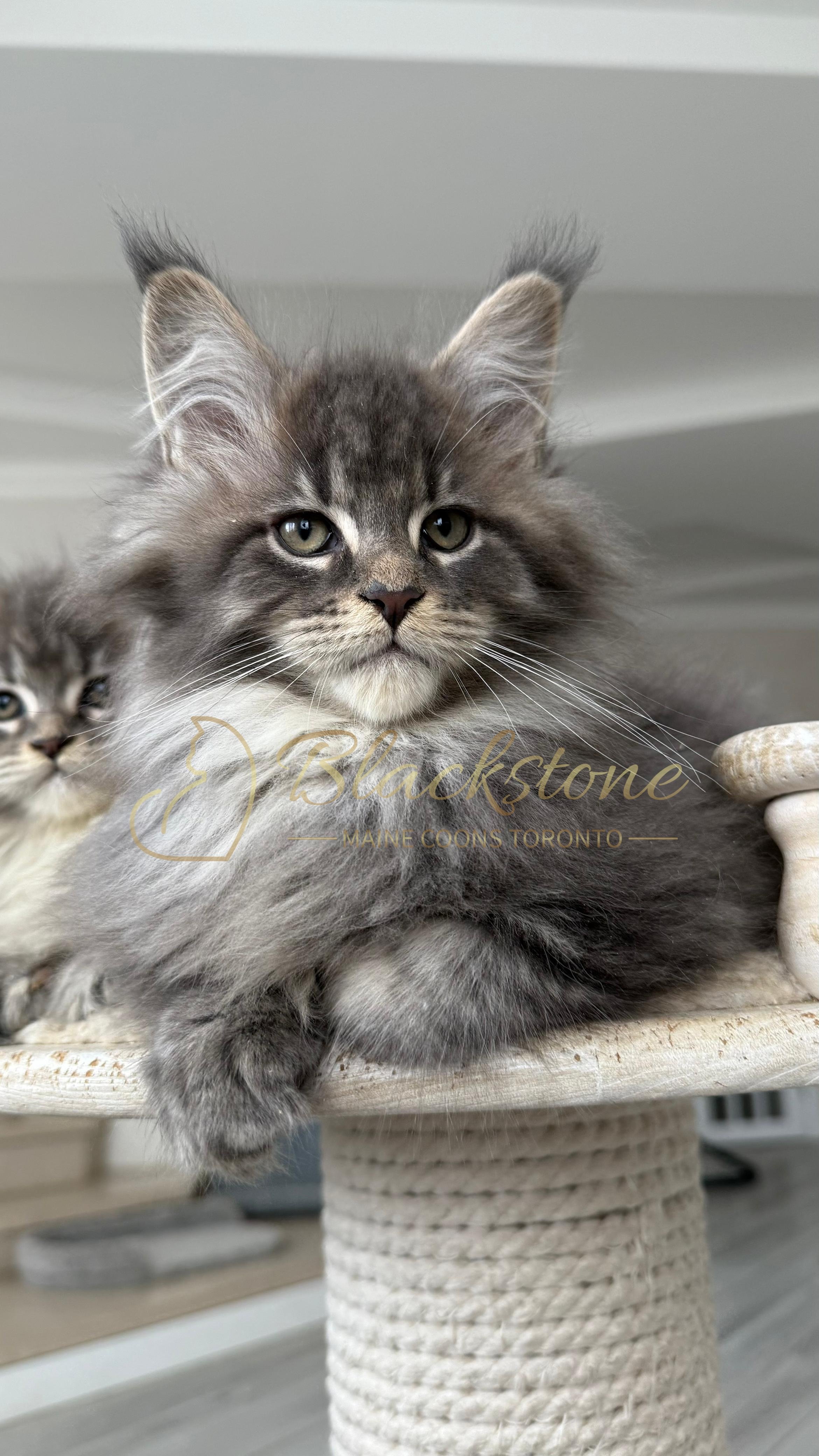 eZy Watermark_14-01-2026_07-45-07-1770PM.JPG