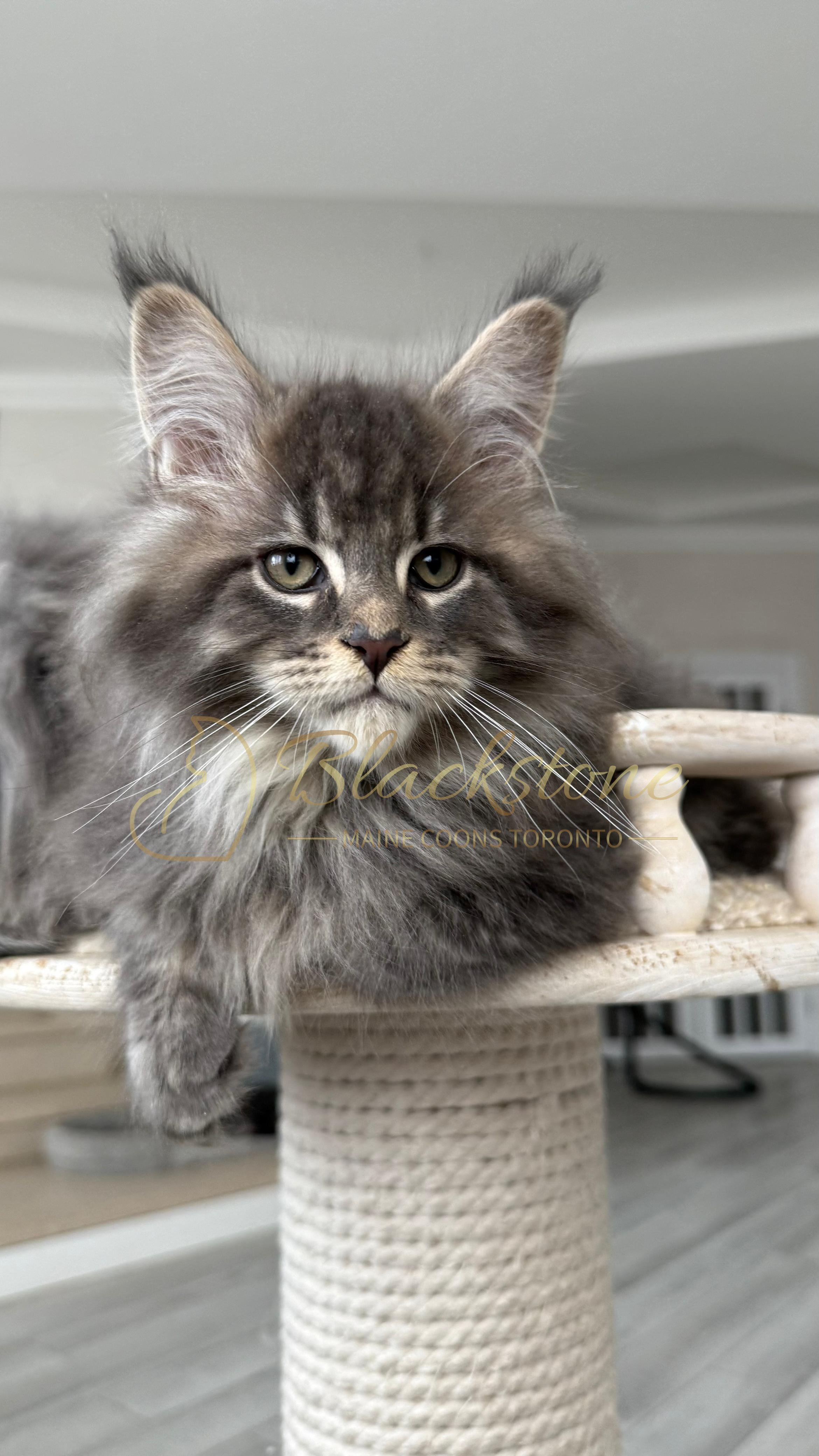 eZy Watermark_14-01-2026_07-45-07-3180PM.JPG