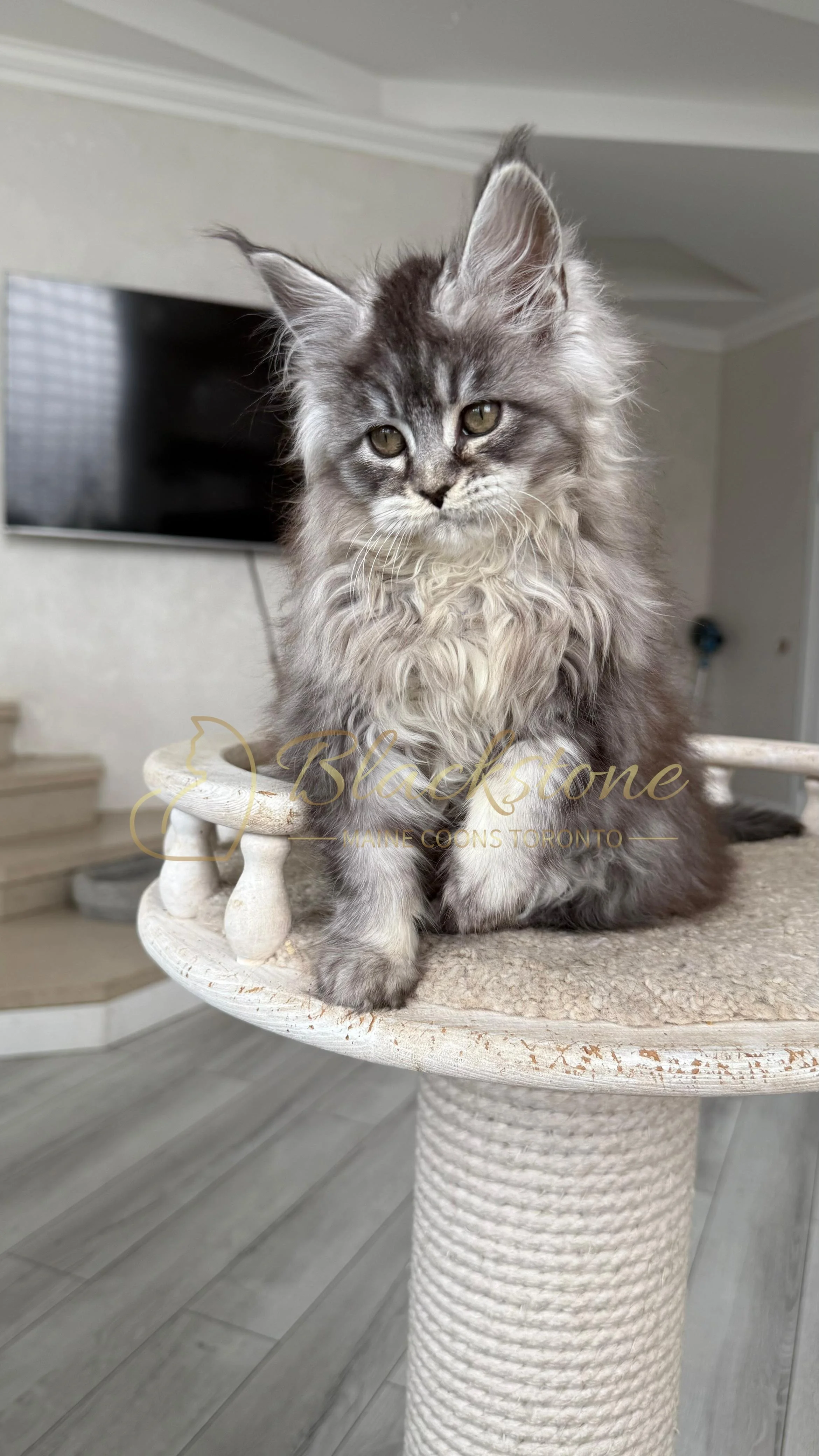 eZy Watermark_14-01-2026_07-45-07-9080PM.JPG