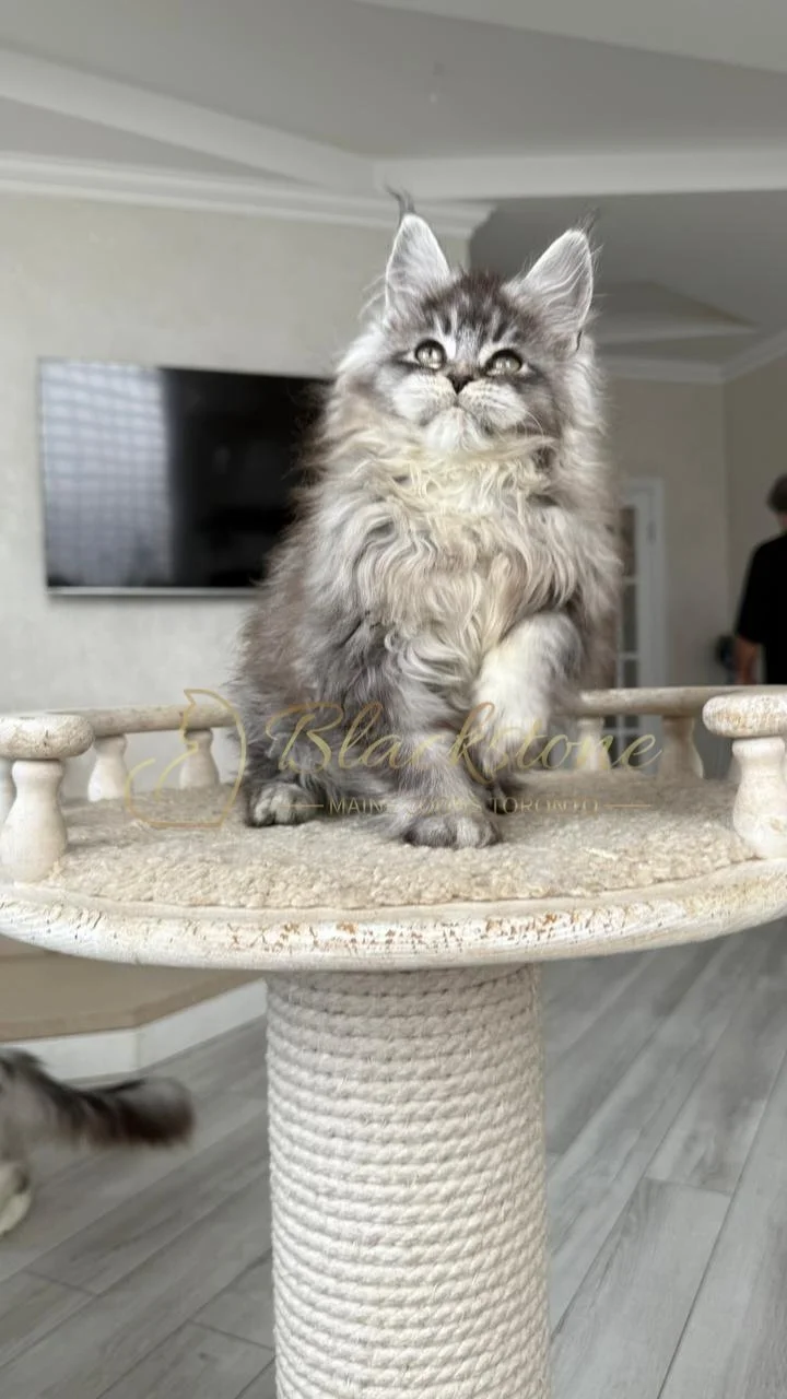 eZy Watermark_14-01-2026_07-45-09-6020PM.JPG