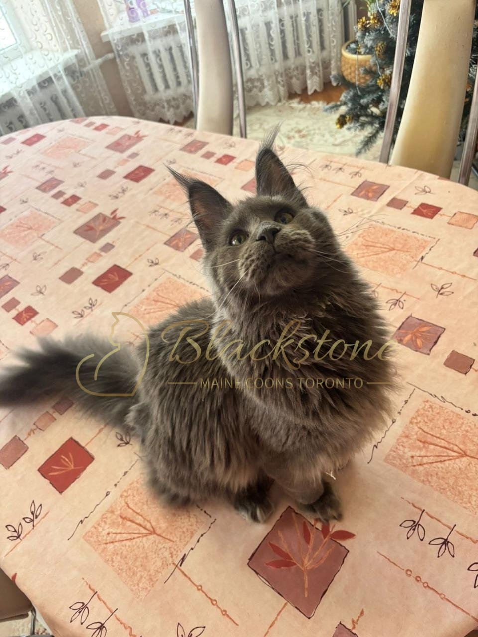 eZy Watermark_14-01-2026_07-45-11-3030PM.JPG