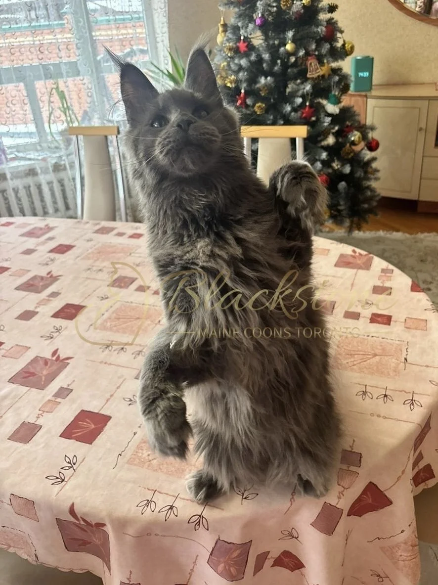 eZy Watermark_14-01-2026_07-45-11-6150PM.jpg