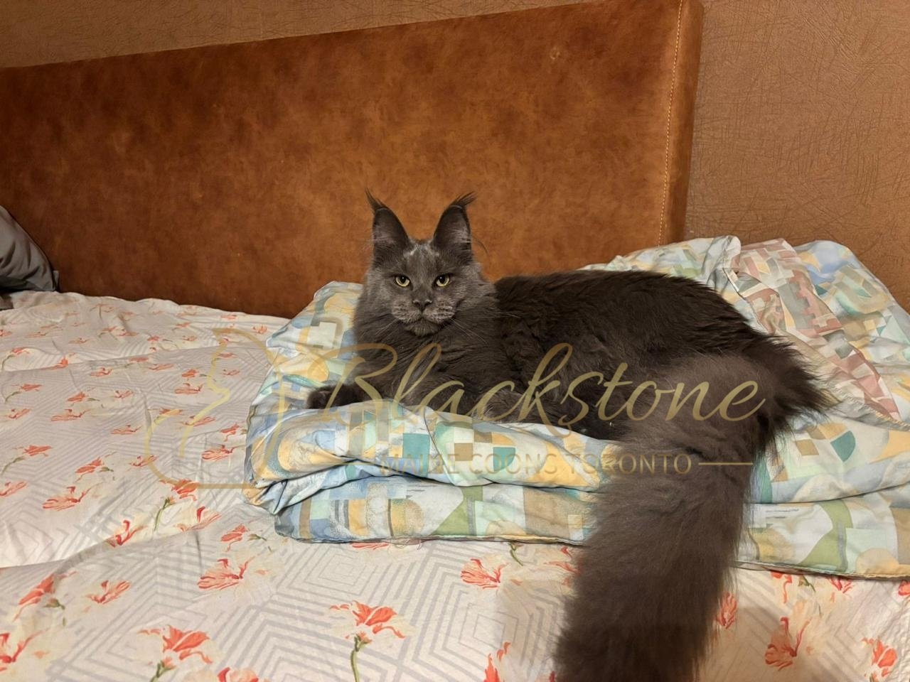 eZy Watermark_14-01-2026_07-45-11-8460PM.JPG