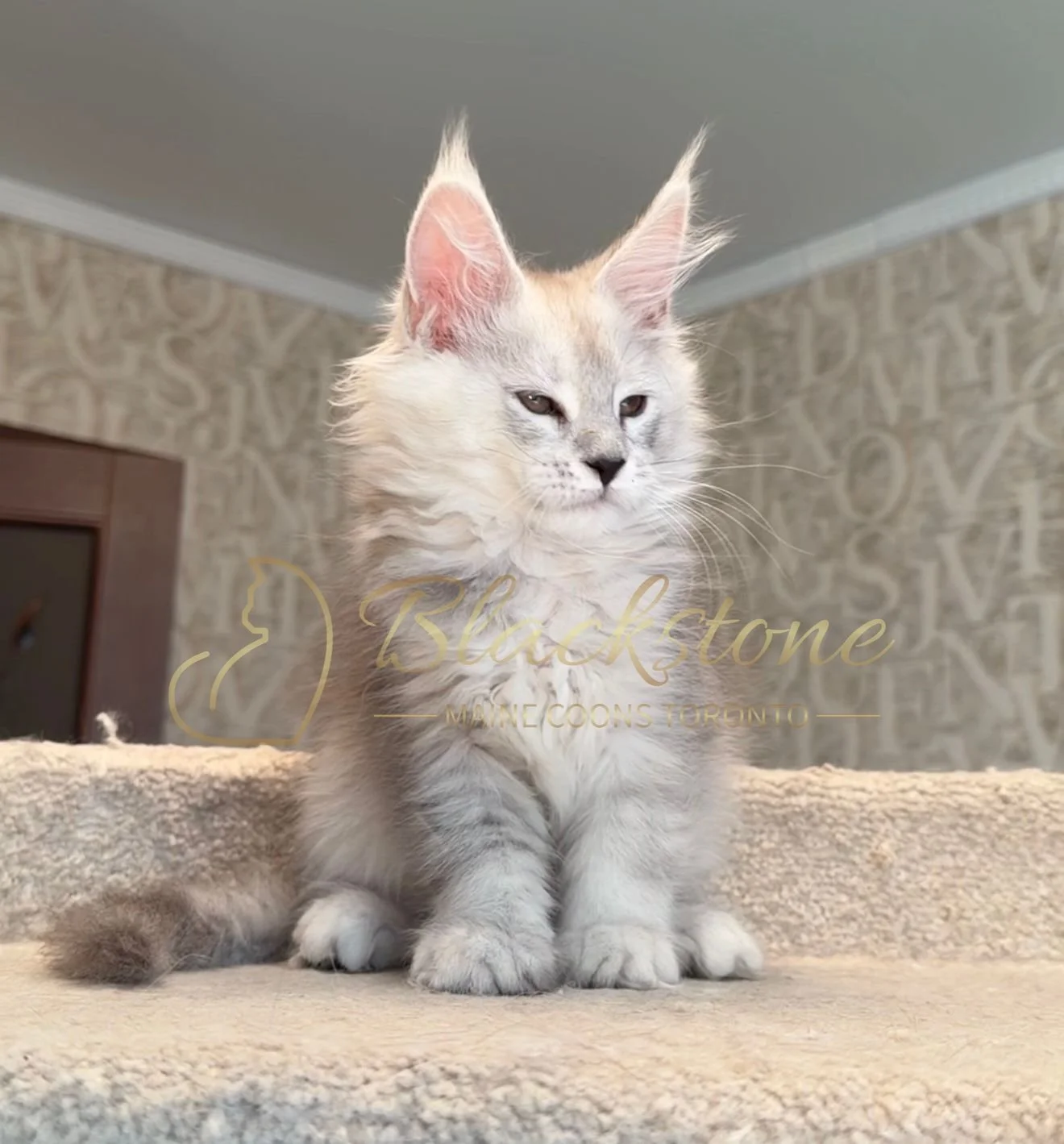 eZy Watermark_15-01-2026_01-20-12-3630PM.JPG