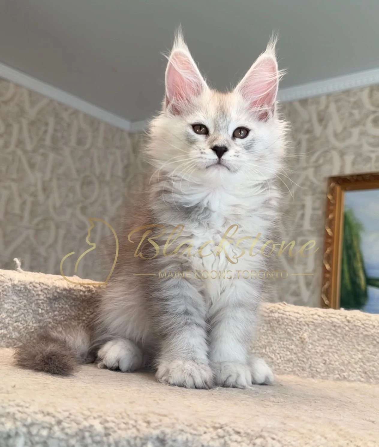 eZy Watermark_15-01-2026_01-20-12-5380PM.JPG