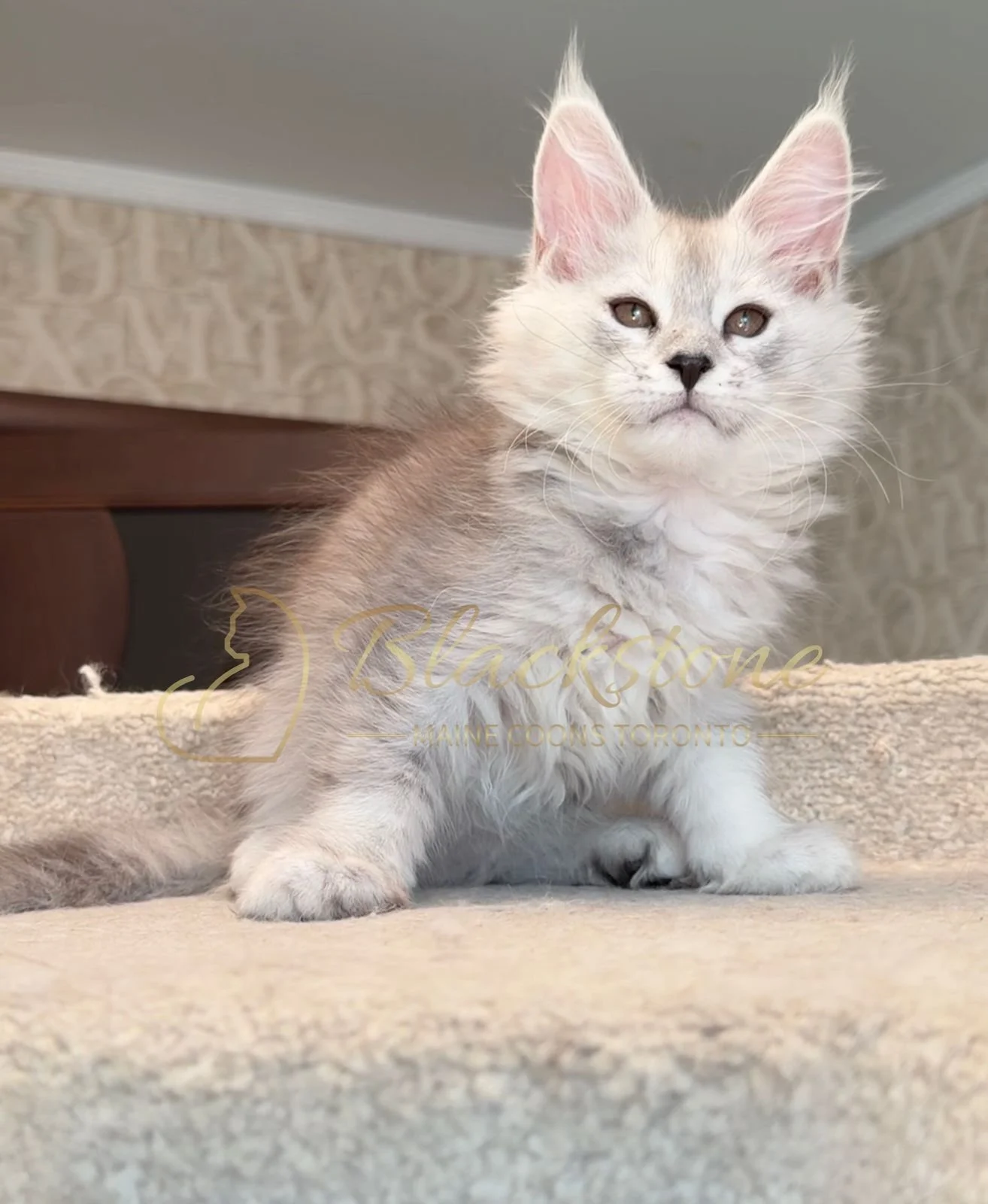 eZy Watermark_15-01-2026_01-20-12-6210PM.JPG