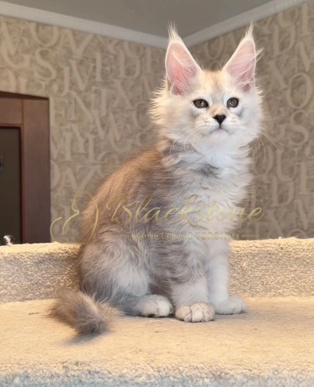 eZy Watermark_15-01-2026_01-20-12-7070PM.JPG