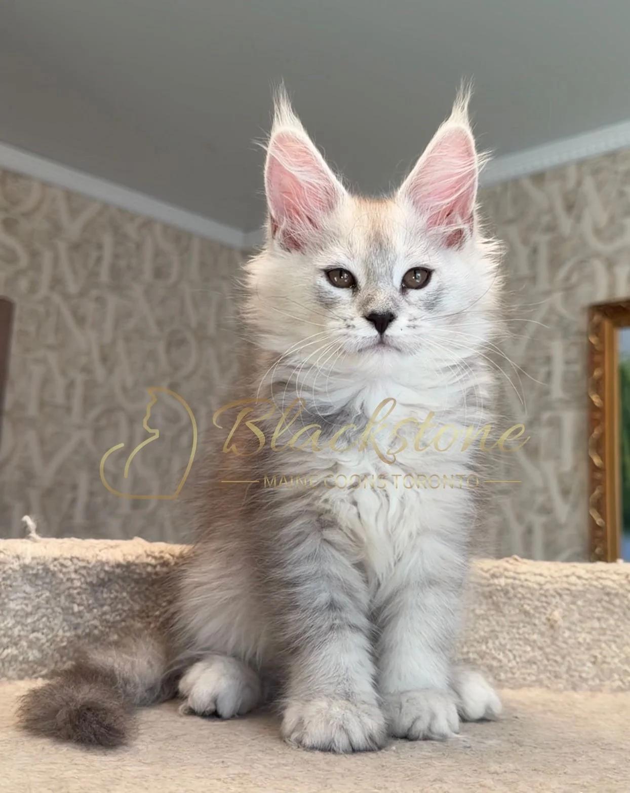 eZy Watermark_15-01-2026_01-20-12-7920PM.JPG