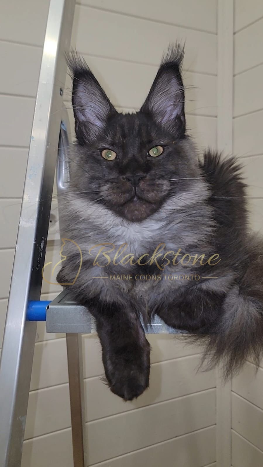 eZy Watermark_15-01-2026_01-20-12-9510PM.JPG