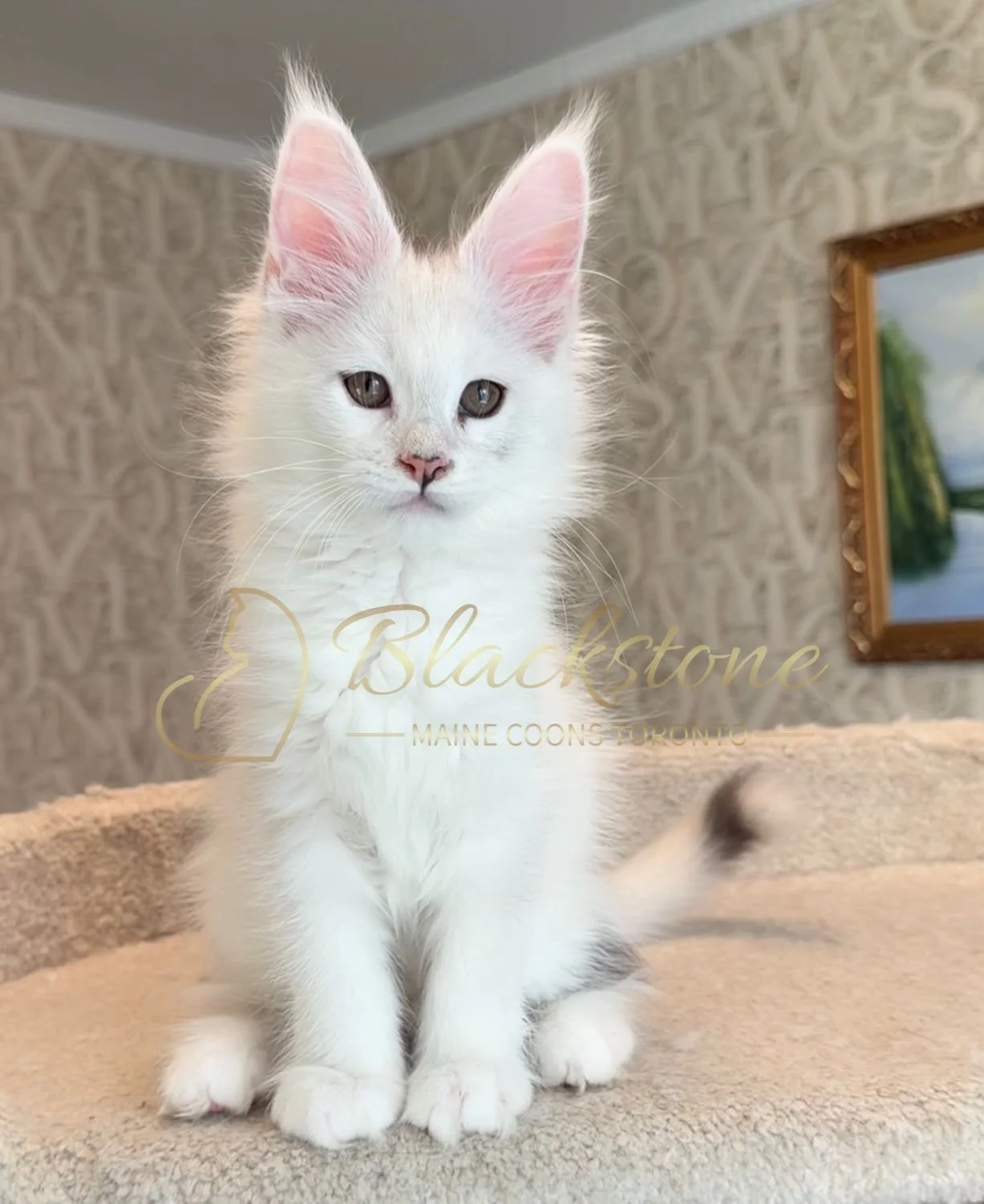 eZy Watermark_15-01-2026_01-20-11-9570PM.JPG