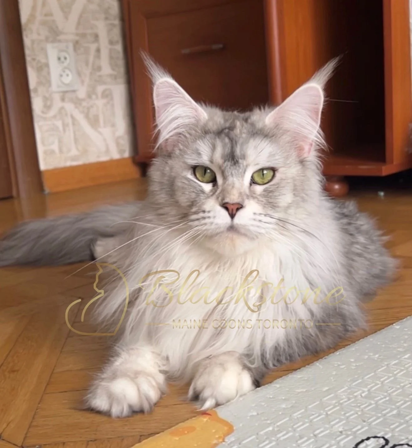 eZy Watermark_15-01-2026_01-20-12-8740PM.JPG