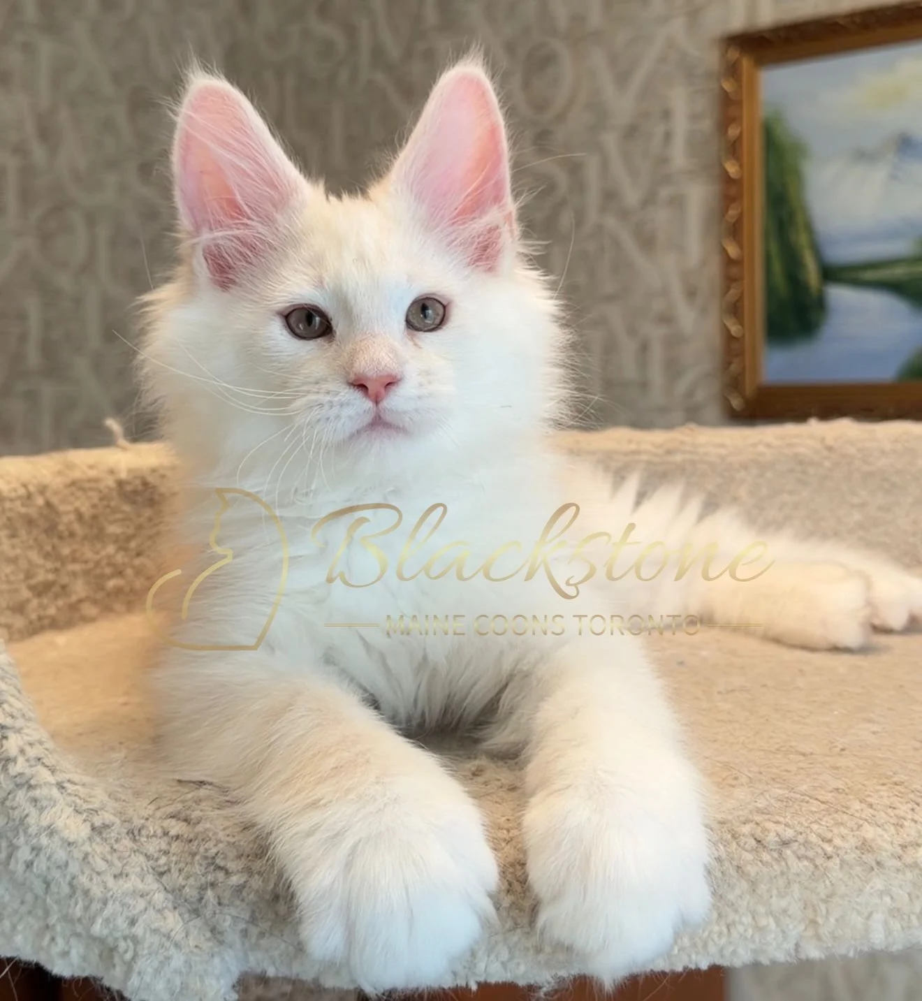 eZy Watermark_15-01-2026_01-20-11-6420PM.JPG