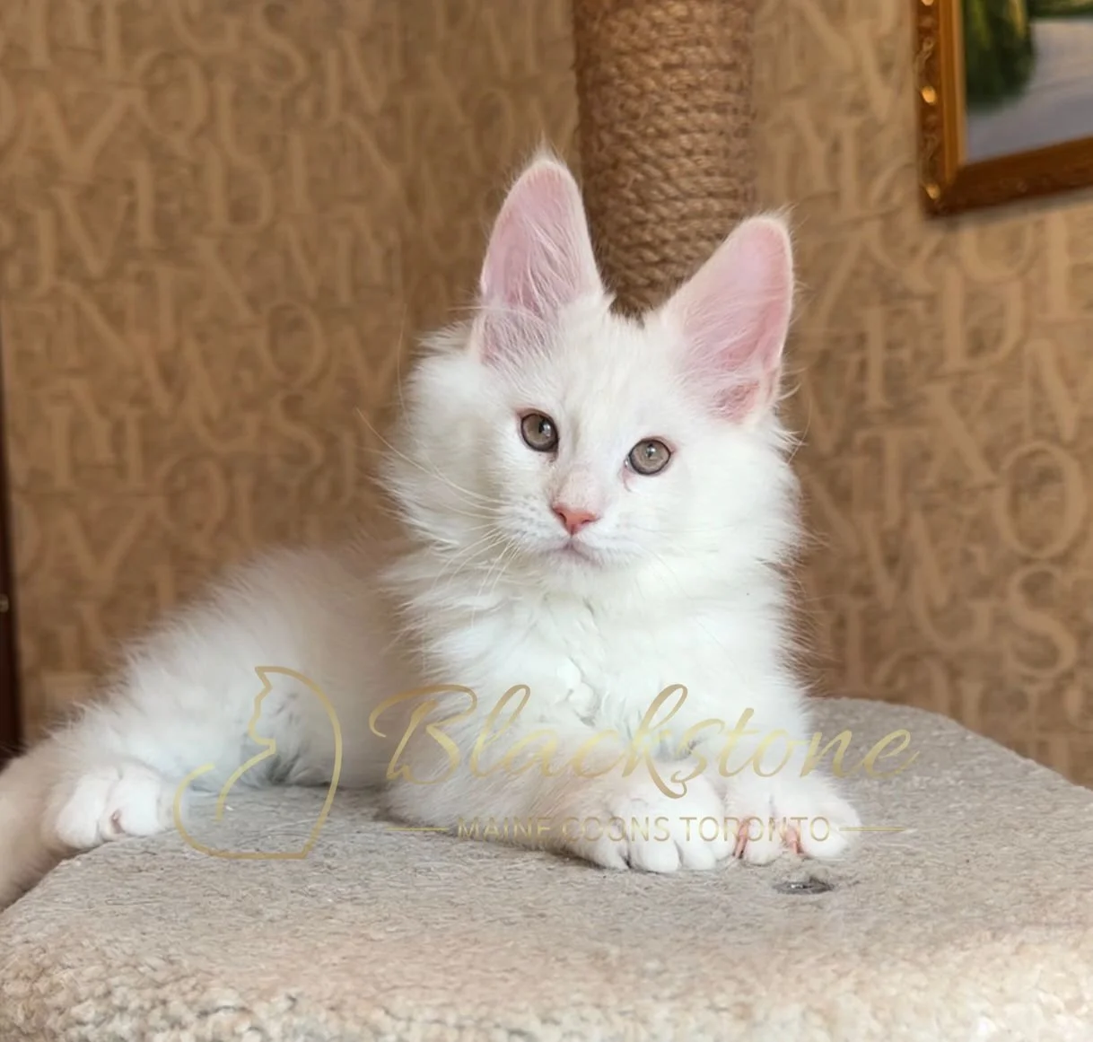 eZy Watermark_15-01-2026_01-20-11-7200PM.JPG