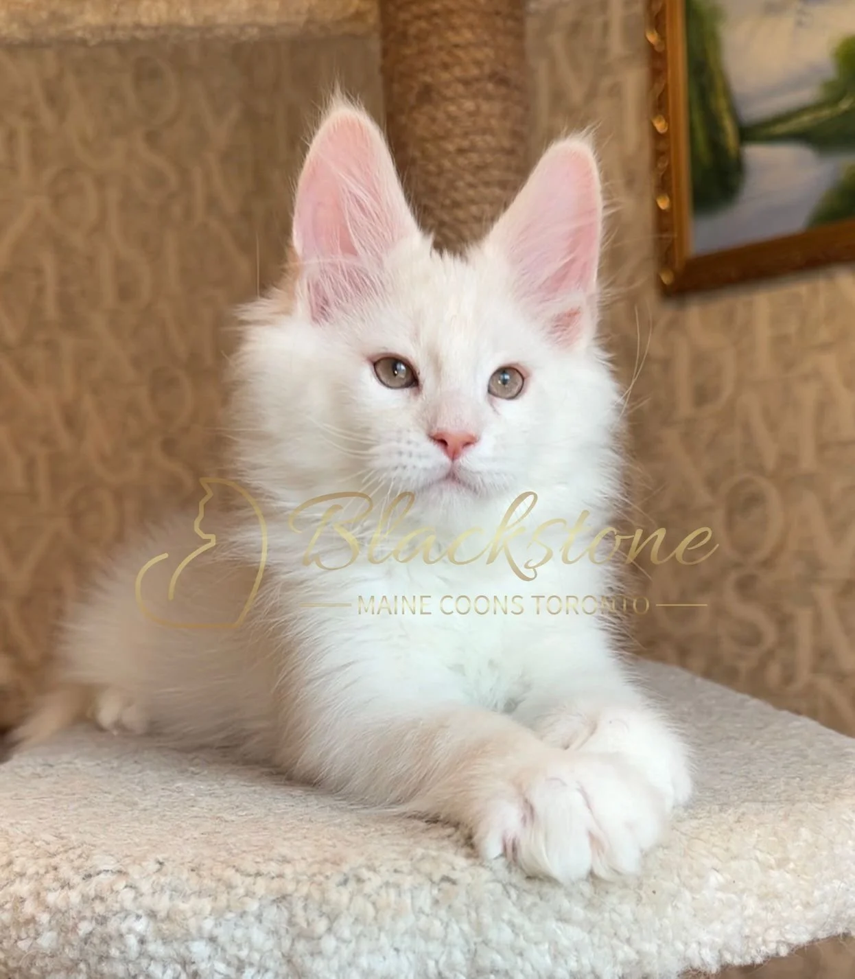 eZy Watermark_15-01-2026_01-20-11-8000PM.JPG