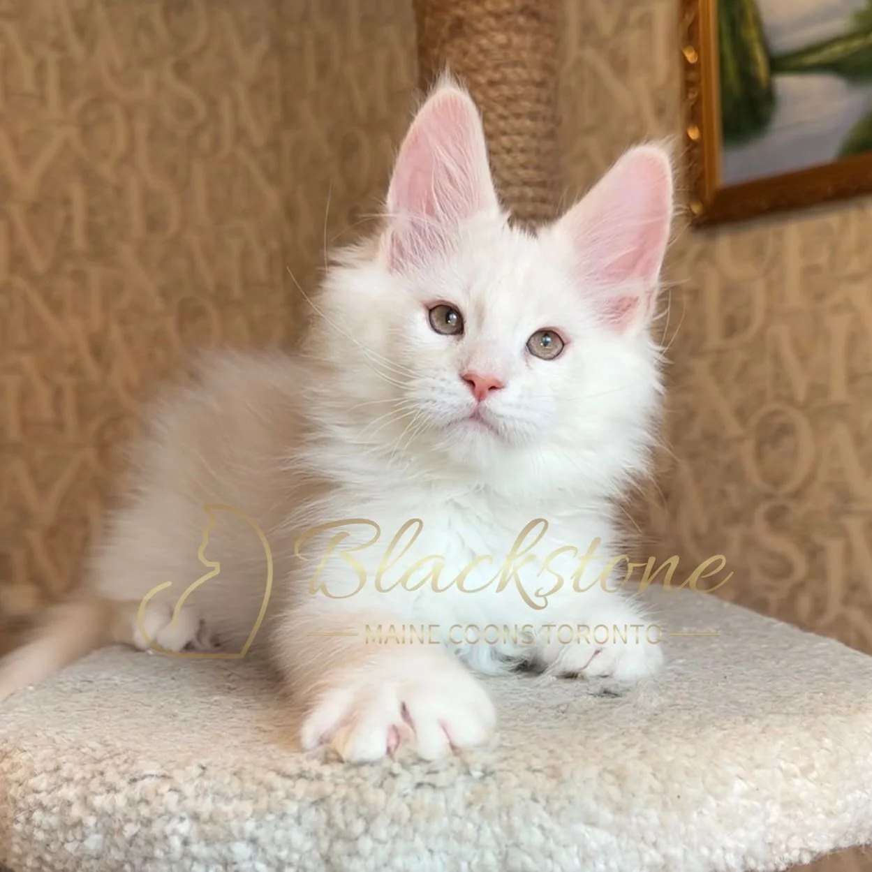 eZy Watermark_15-01-2026_01-20-11-8780PM.JPG