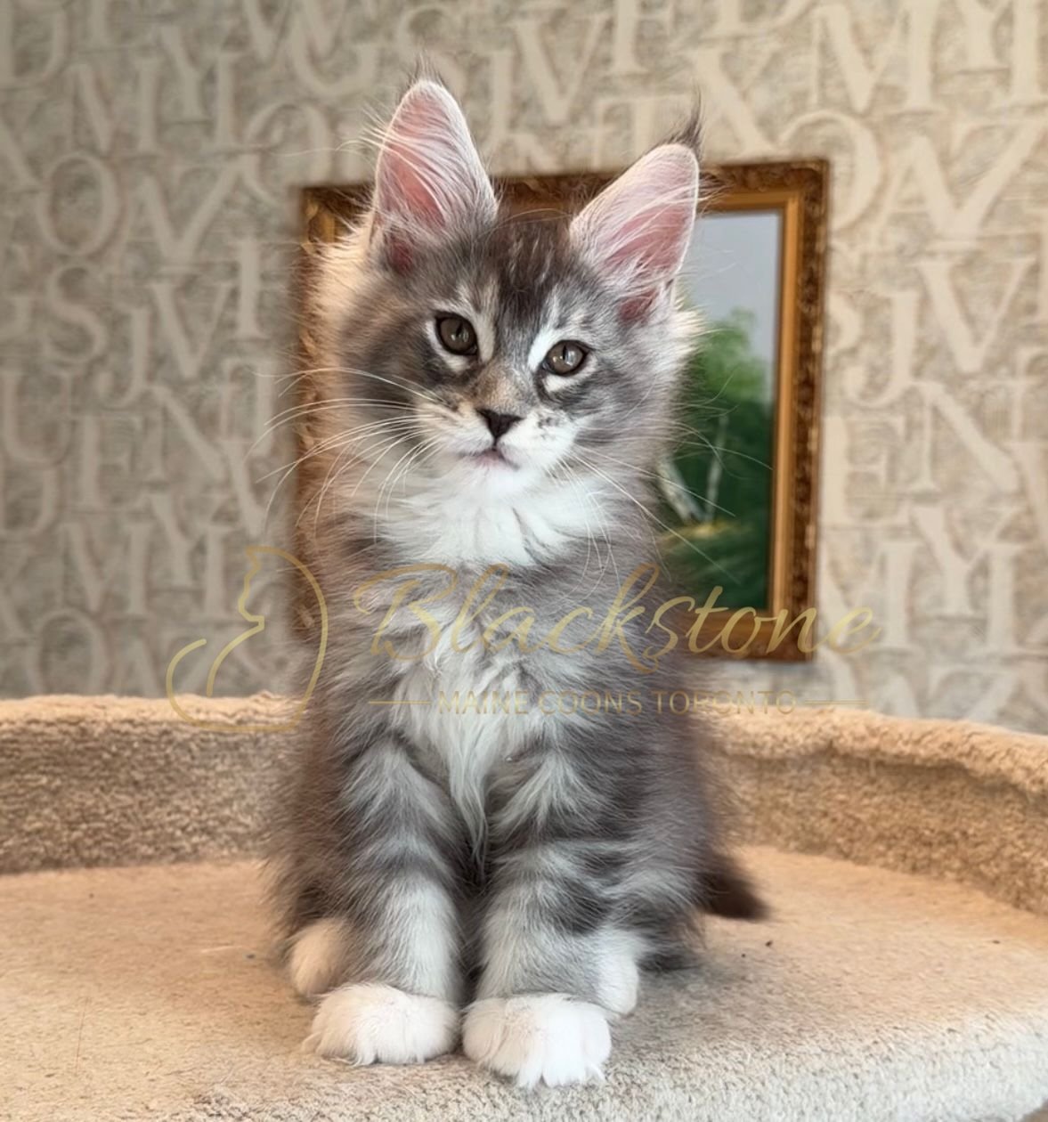 eZy Watermark_15-01-2026_01-20-11-2330PM.JPG