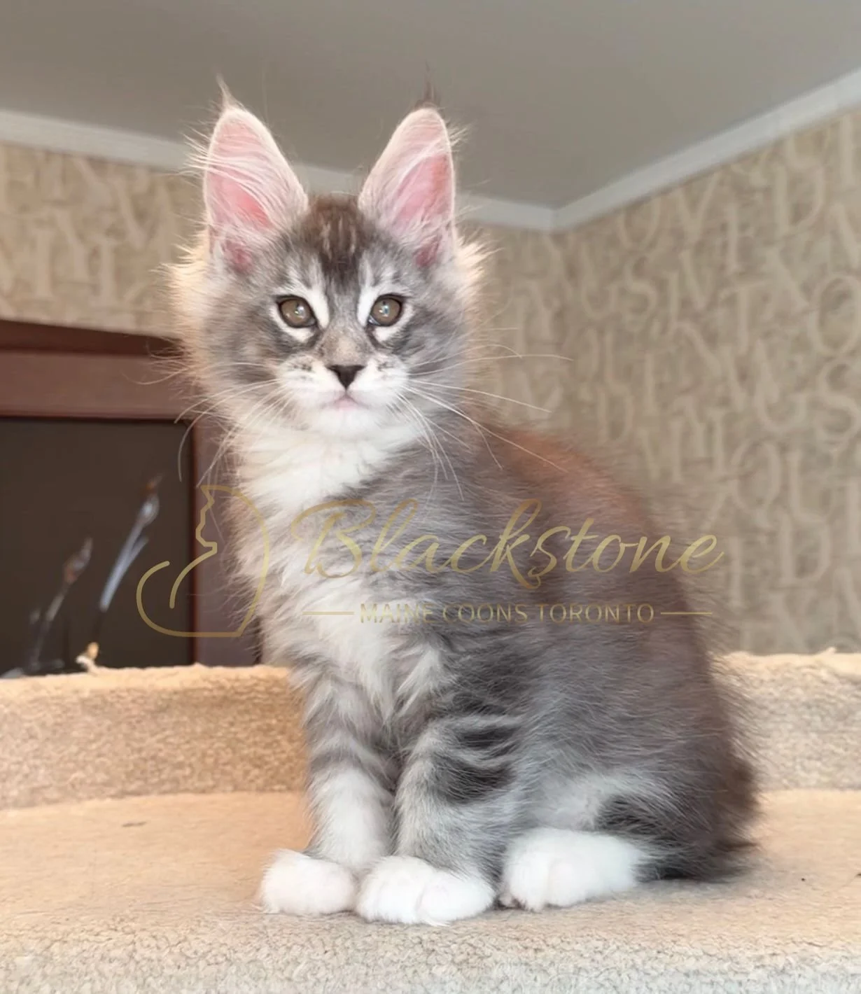 eZy Watermark_15-01-2026_01-20-11-3990PM.JPG