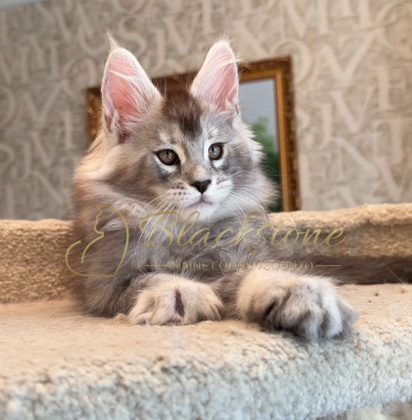 eZy Watermark_15-01-2026_01-20-10-4960PM.JPG