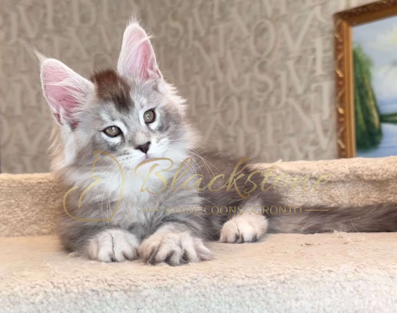 eZy Watermark_15-01-2026_01-20-10-6520PM.JPG