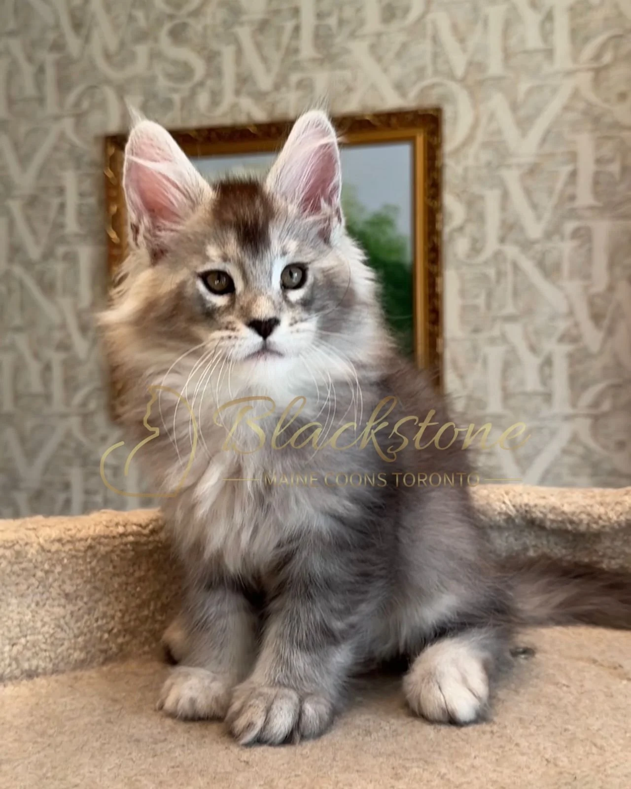 eZy Watermark_15-01-2026_01-20-10-8160PM.JPG