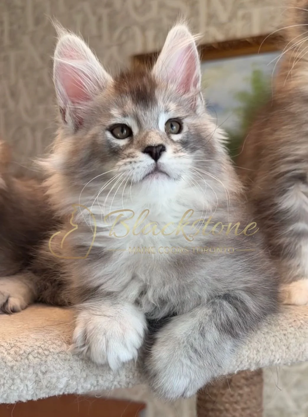 eZy Watermark_15-01-2026_01-20-10-8970PM.JPG