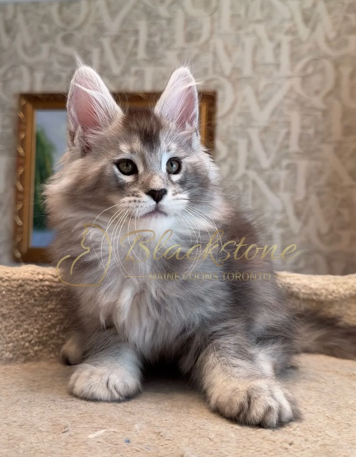 eZy Watermark_15-01-2026_01-20-10-9820PM.JPG