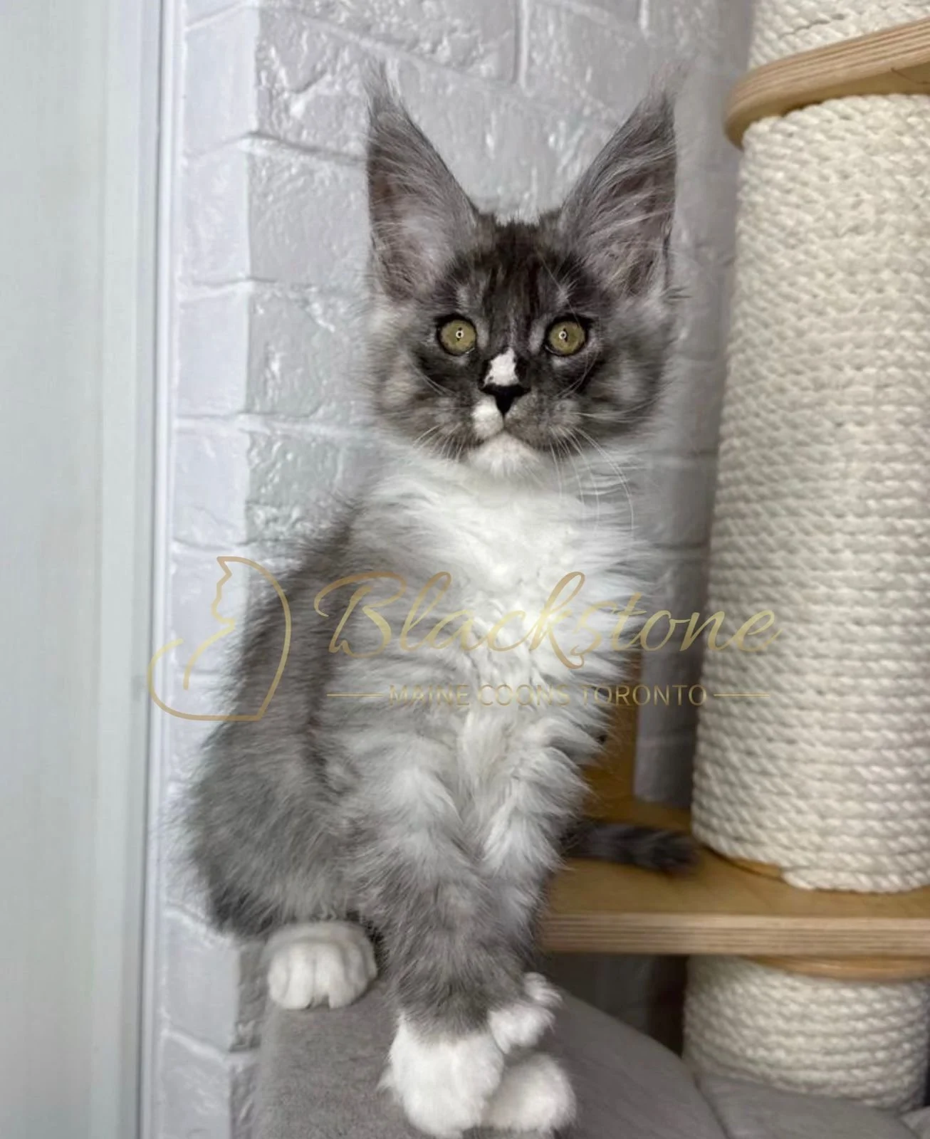 eZy Watermark_15-01-2026_04-42-41-0260PM.JPG